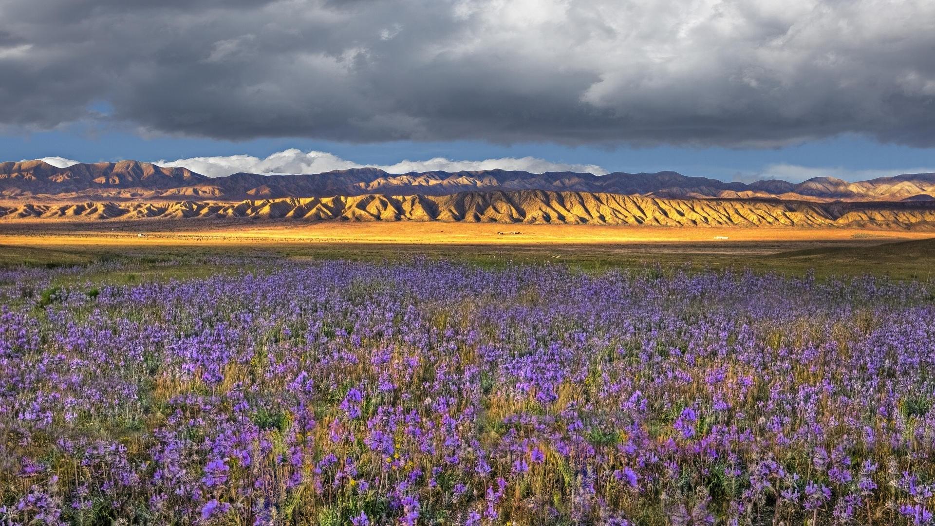 1920x1080 Wild Flowers In A California Desert wallpaper. nature and landscape