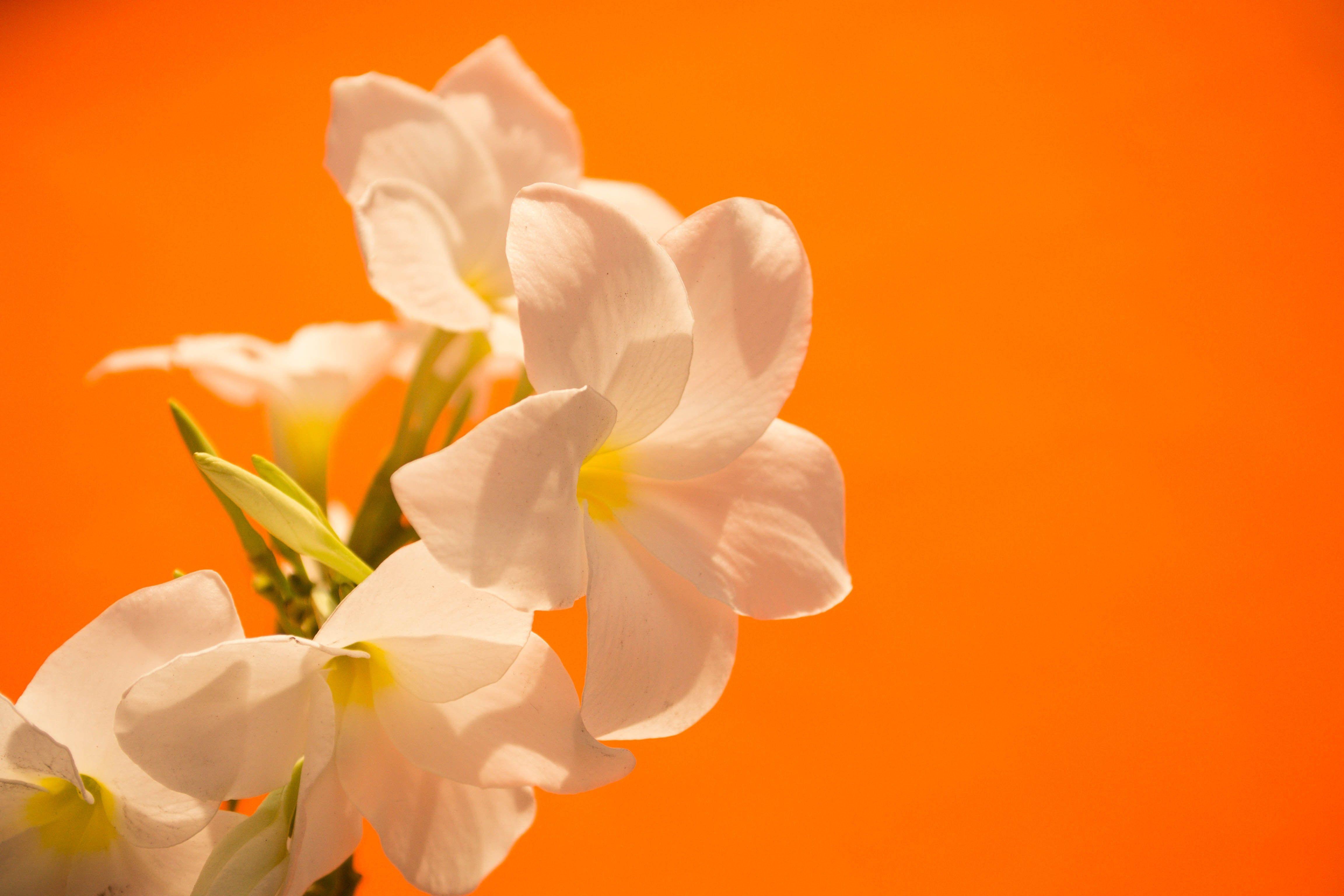 4608x3072 flowers, White, Orange, Colorful, Photography, Nature Wallpaper HD / Desktop and Mobile Background