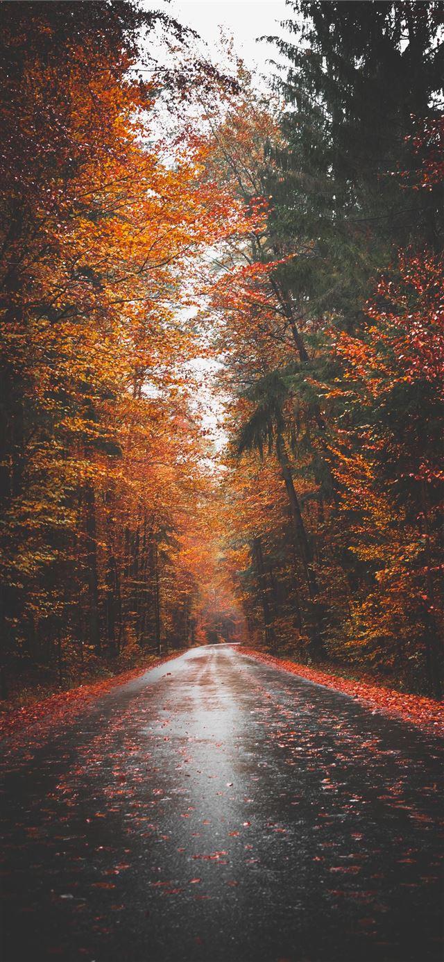 640x1385 empty road surrounded by tree lines iPhone X Wallpaper Free Download