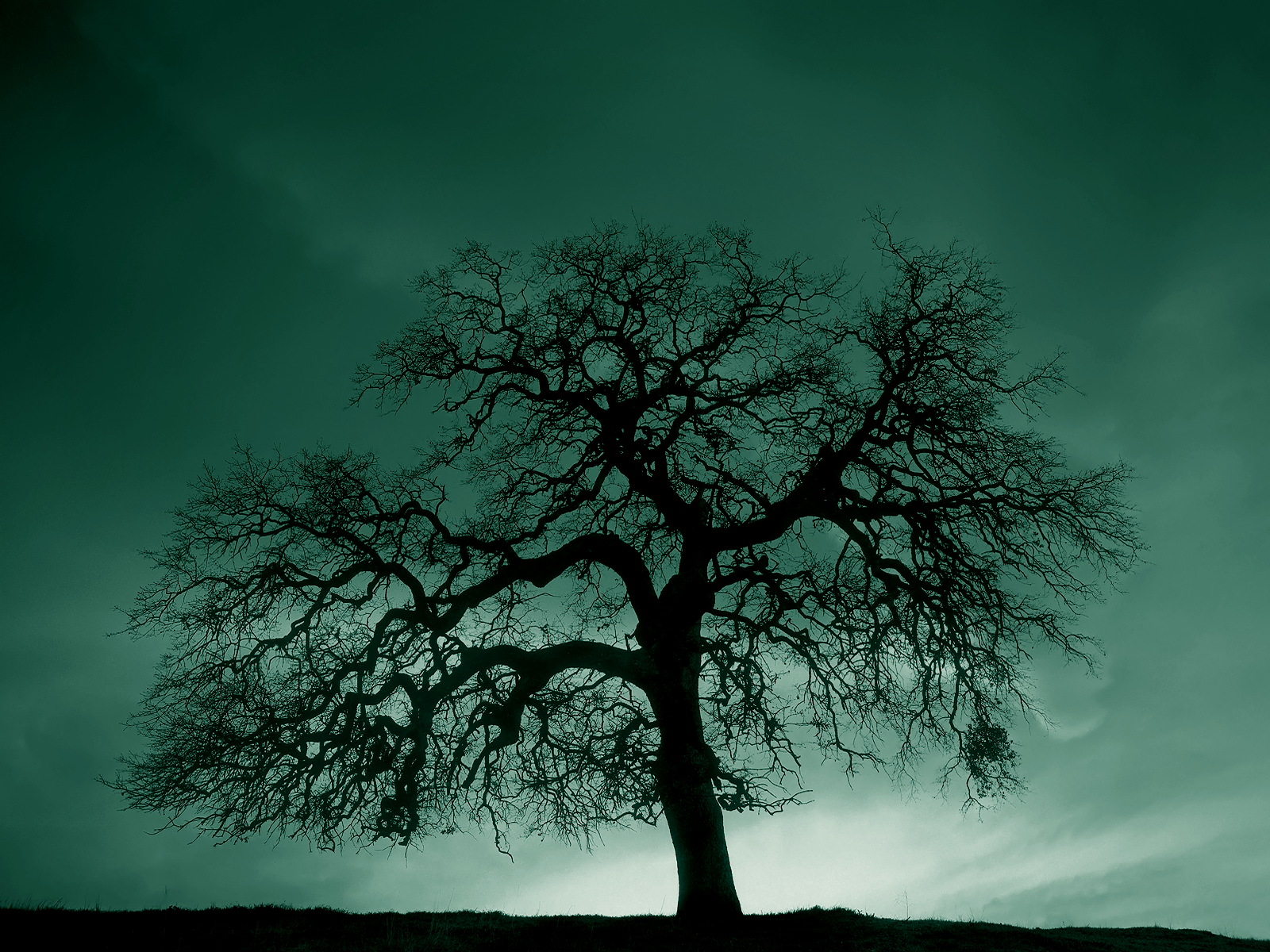 1600x1200 Black and White Tree Hill wallpaper