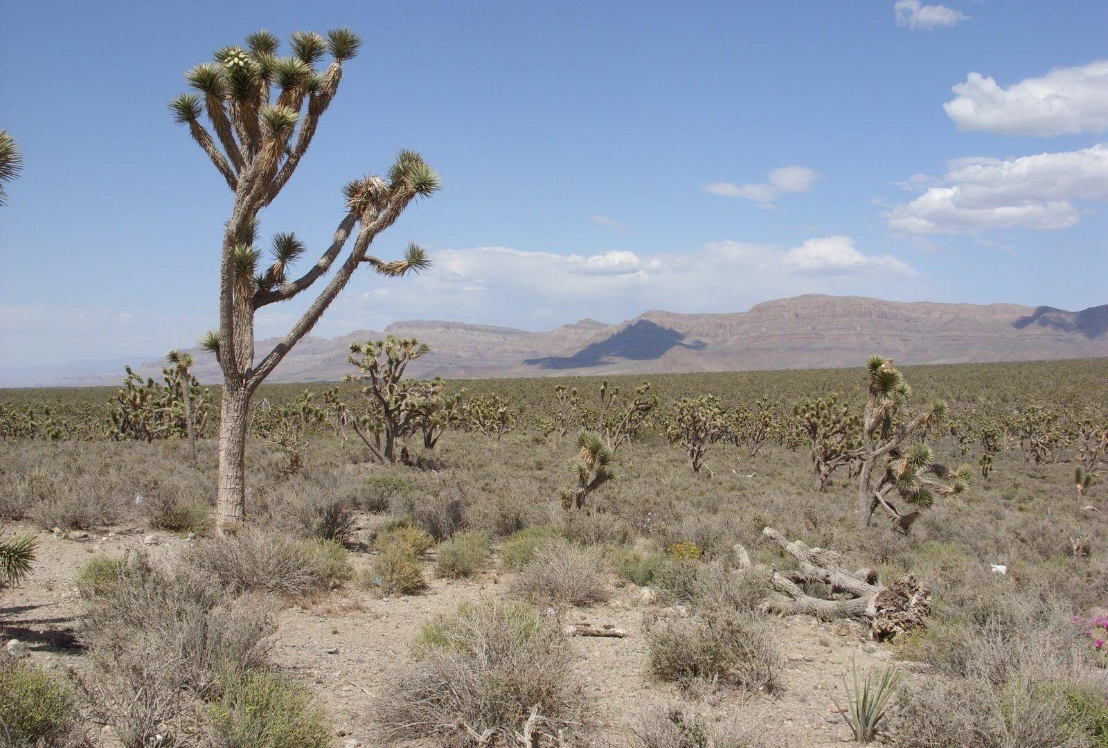1600x1080 List of Synonyms and Antonyms of the Word: mojave desert in california