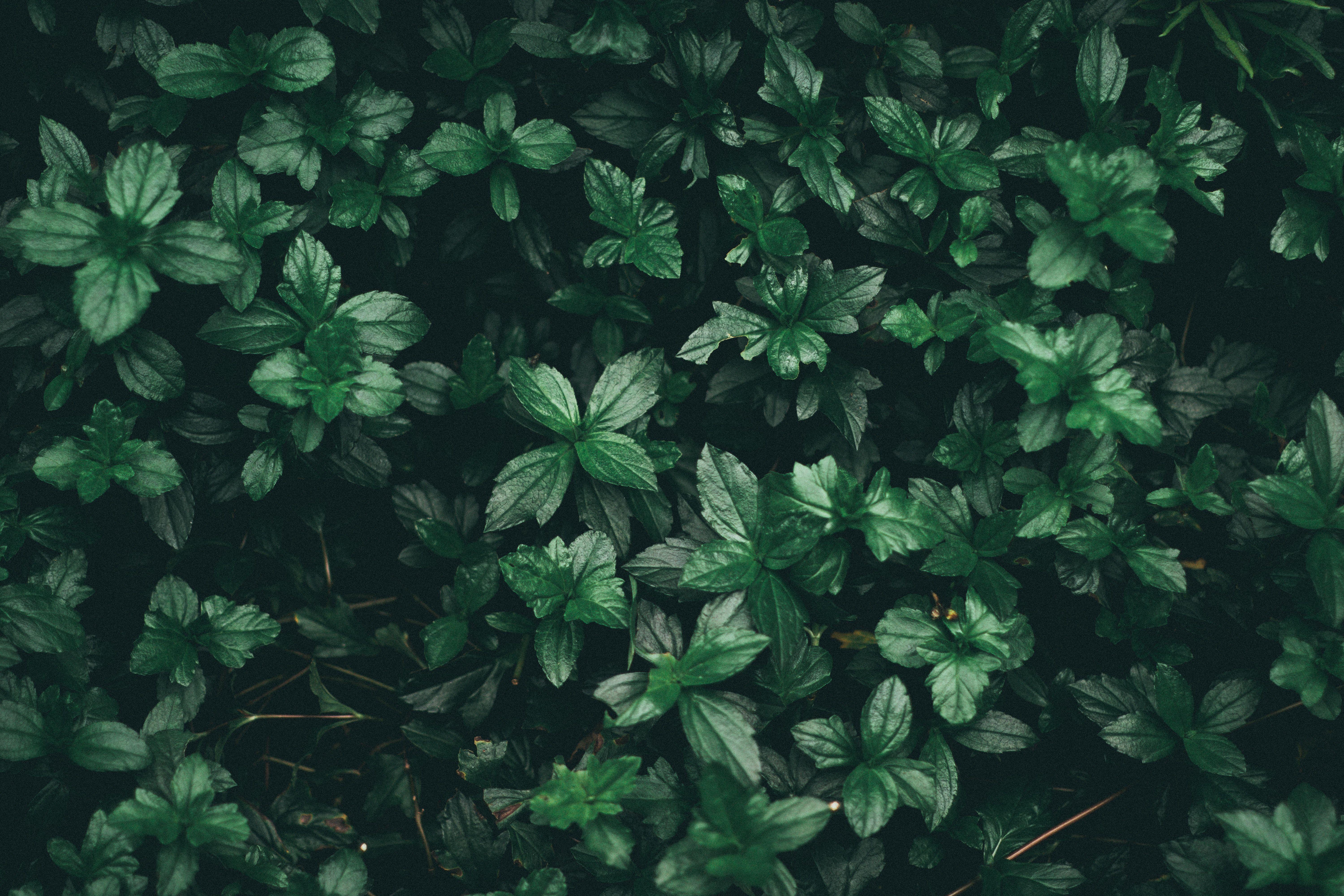 Dark Green Leaves Wallpapers - Top Free Dark Green Leaves Backgrounds