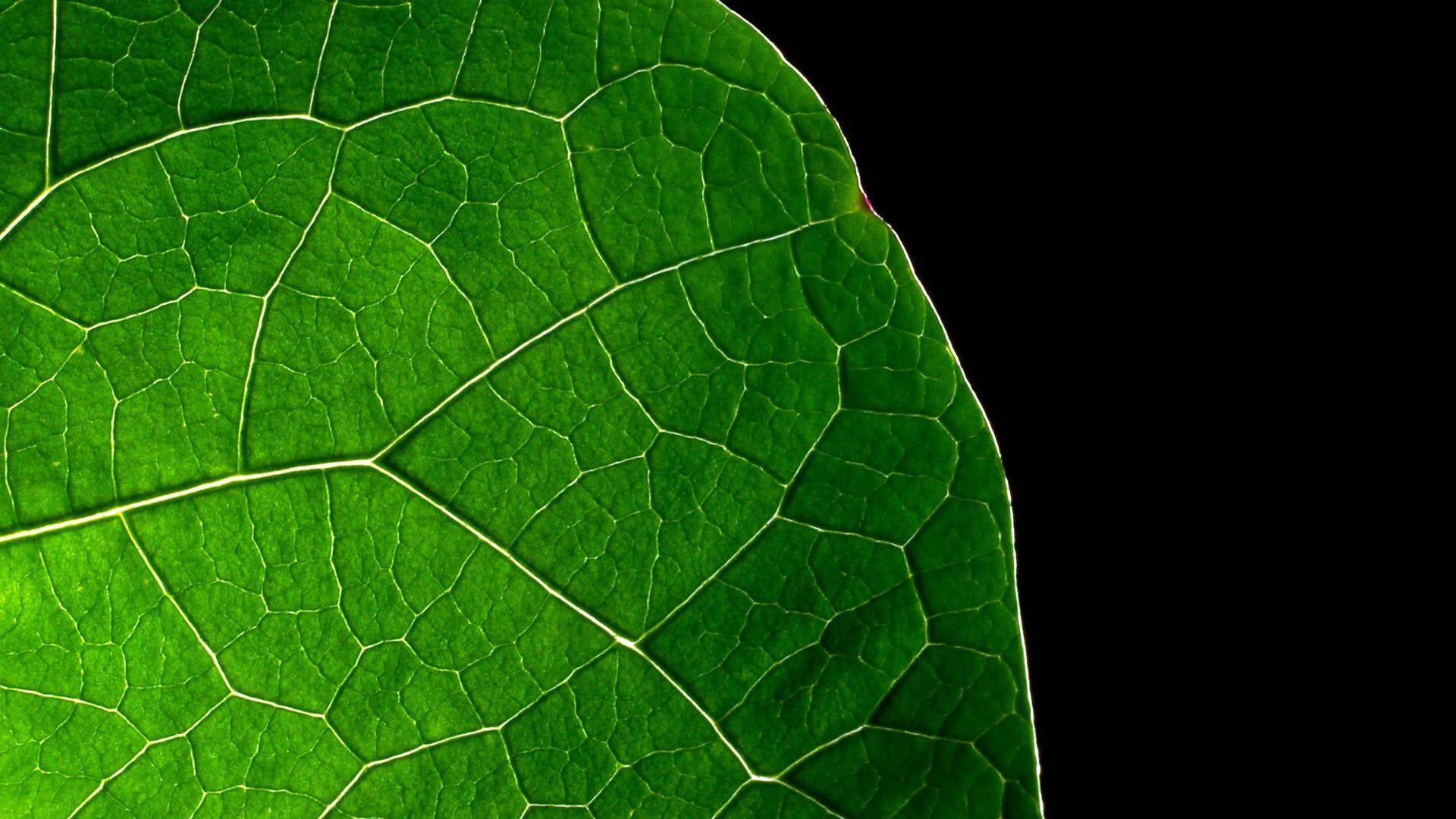 1920x1080 Dark Green Leaf Background HD HD Wallpaper