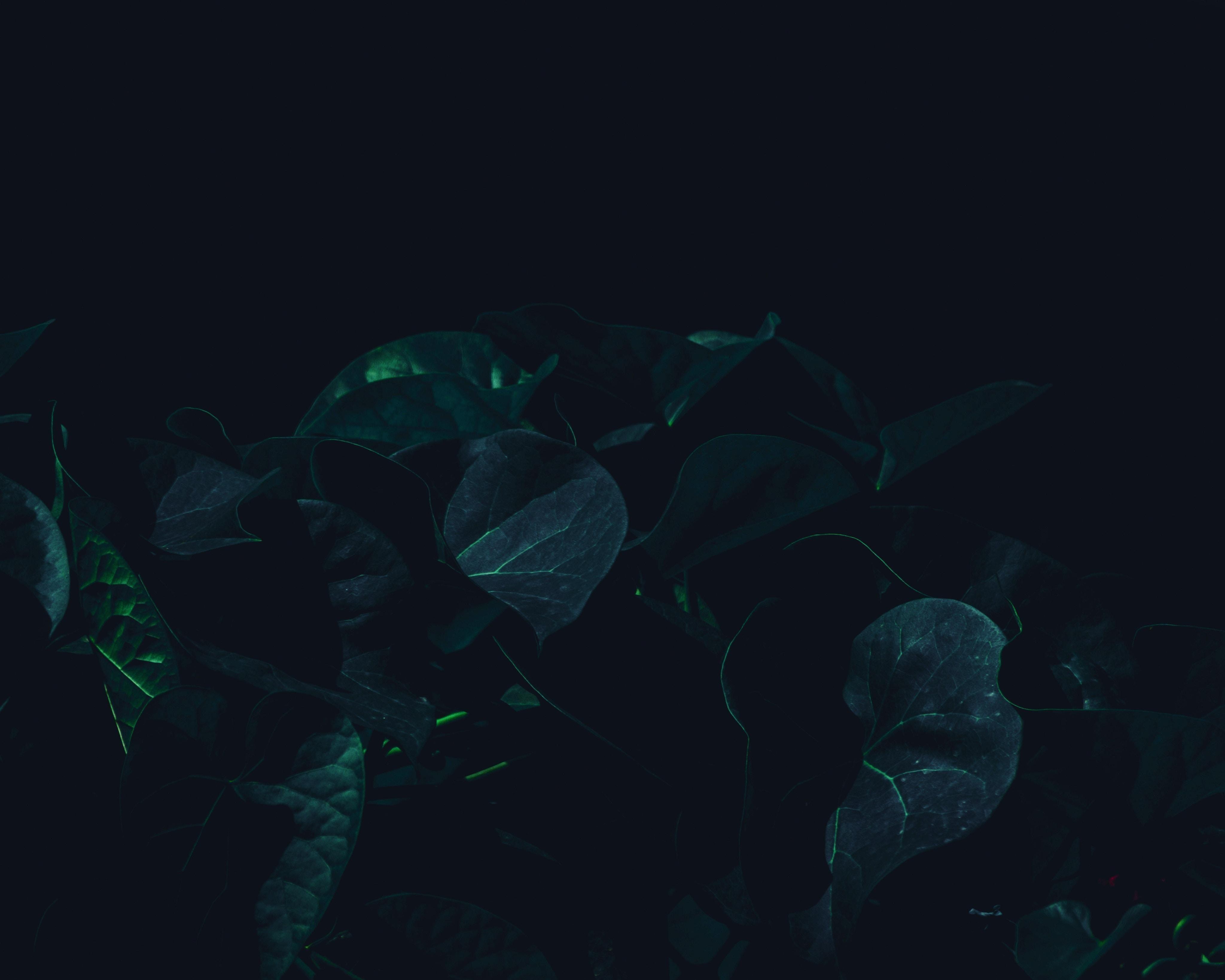 Dark Green Leaves Wallpapers Top Free Dark Green Leaves Backgrounds