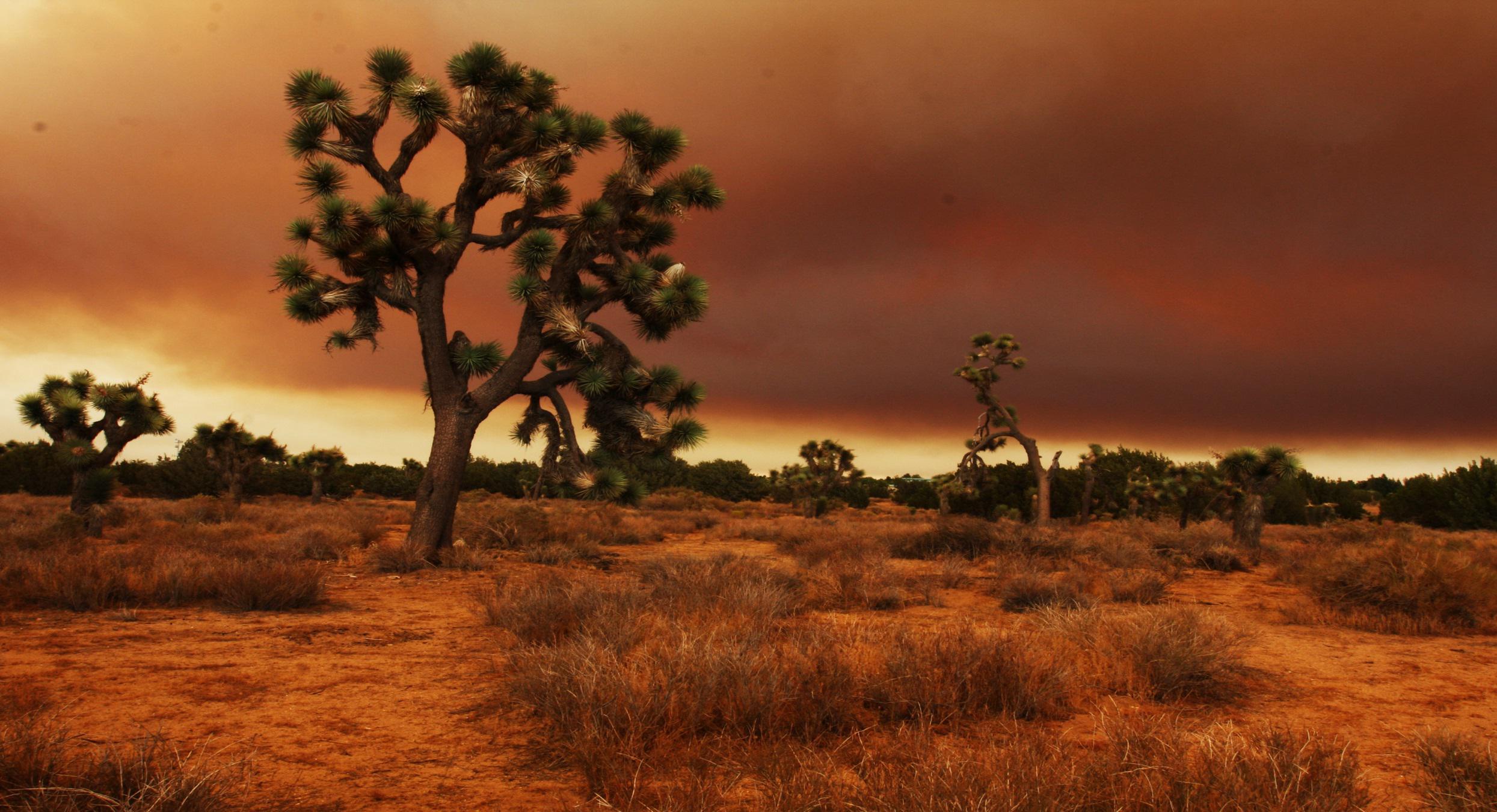 2489x1351 Arizona Desert Wallpaper