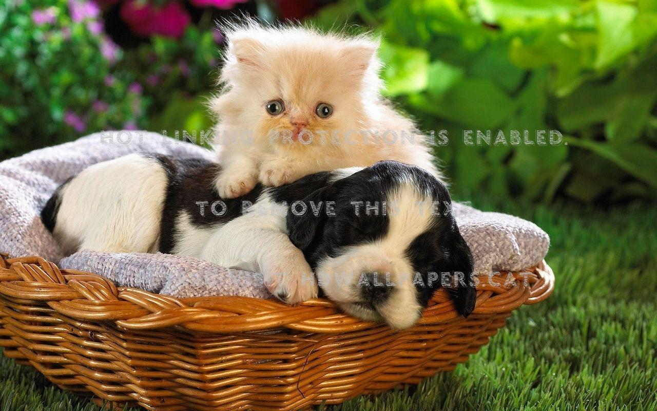 1280x800 cute kitten & puppy animals cats basket