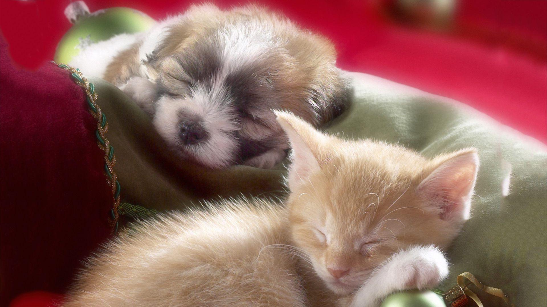 1920x1080 Kitten And Puppy Wallpaper