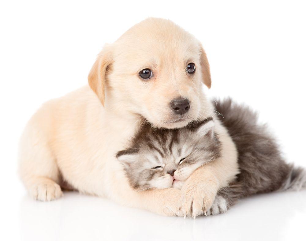 1000x787 Puppy and Kitten Care. Veterinarian Charlotte. Quail Hollow Veterinary Hospital