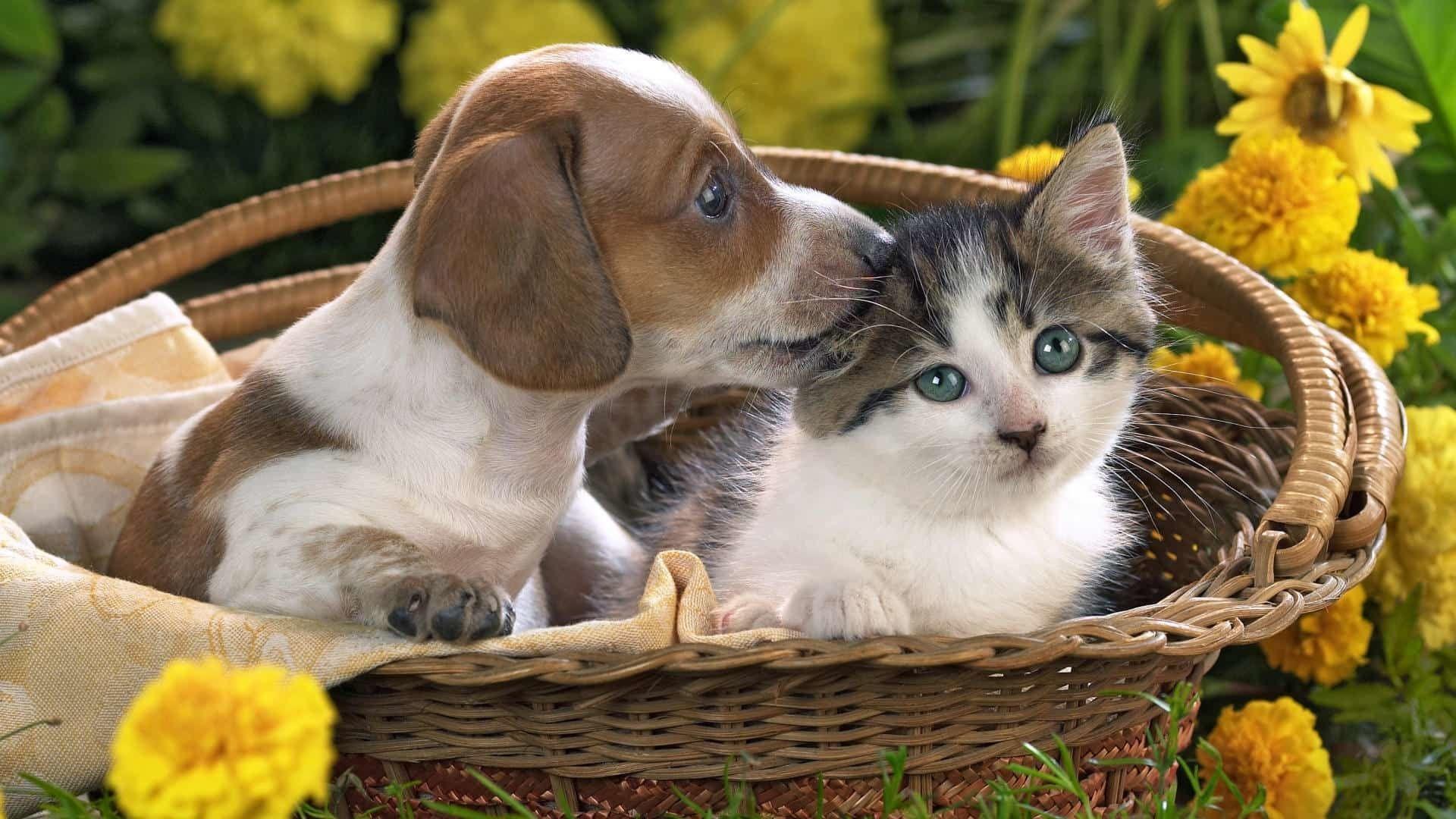 1920x1080 Puppy Desktop Background