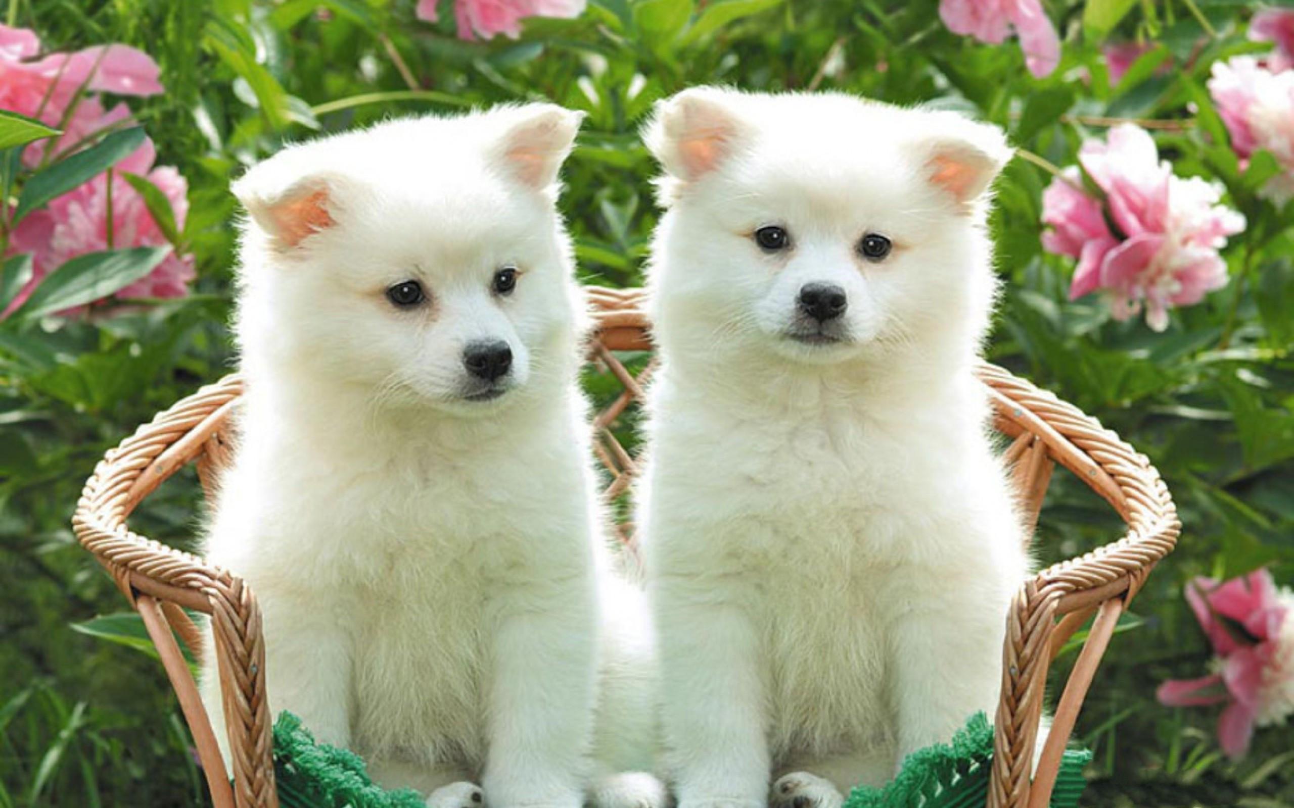 2560x1600 Cute Puppy Wallpaper Desktop