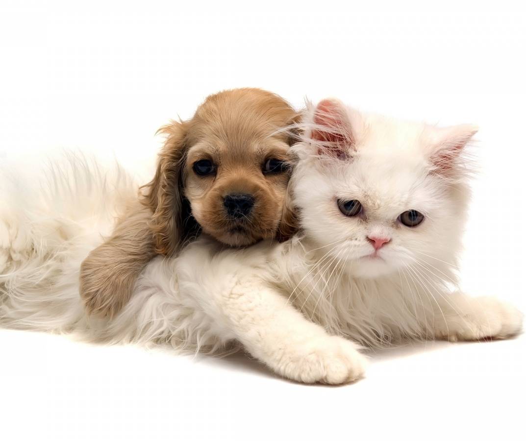 Kitty and Puppy Wallpapers - Top Free Kitty and Puppy Backgrounds ...