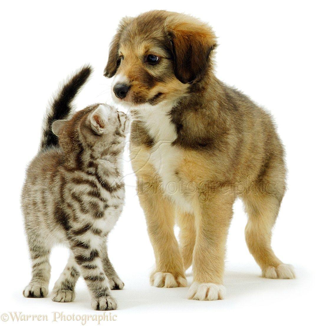 1089x1104 Kitten And Puppies Wallpaper
