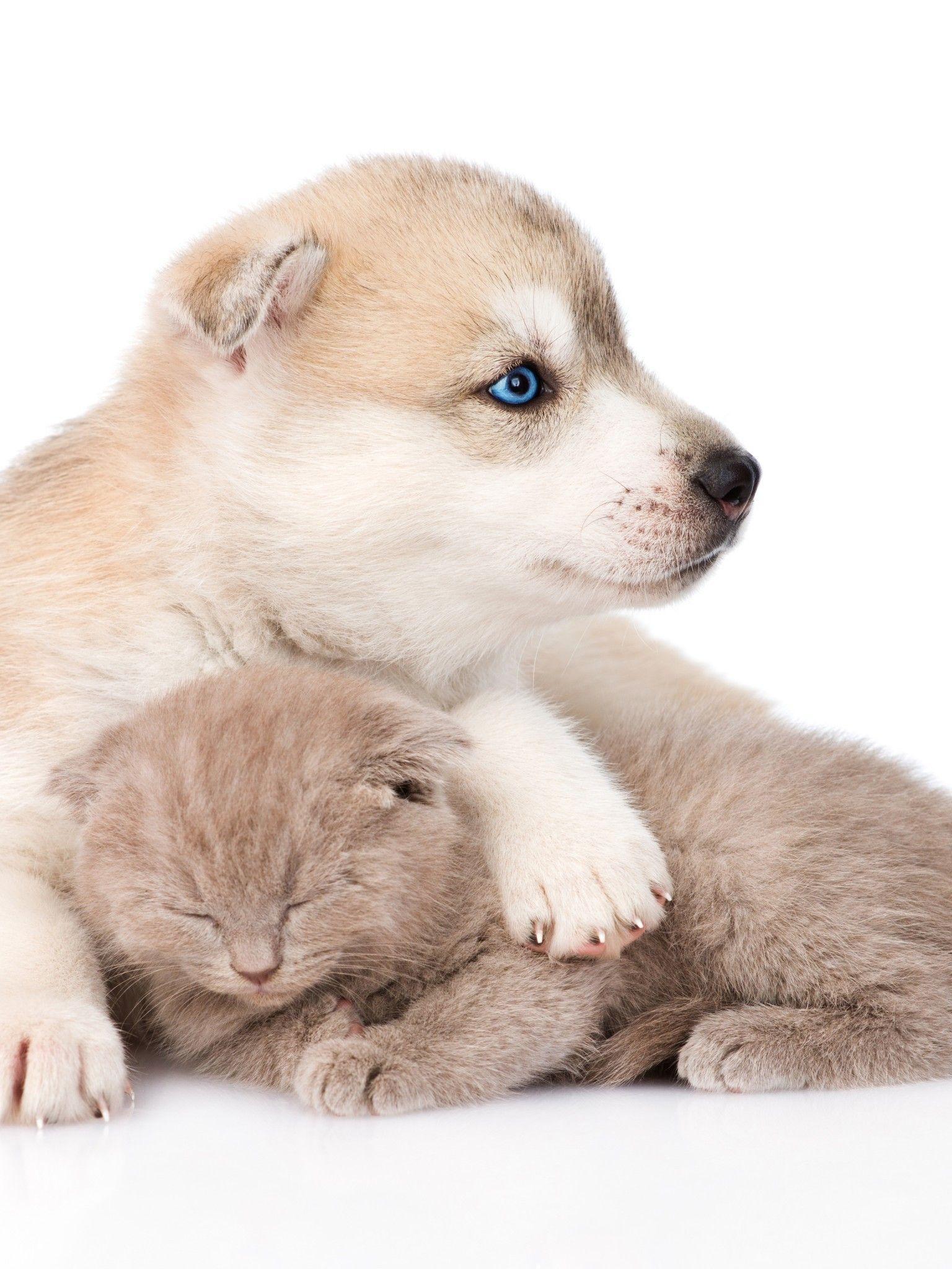 Kitty and Puppy Wallpapers - Top Free Kitty and Puppy Backgrounds ...