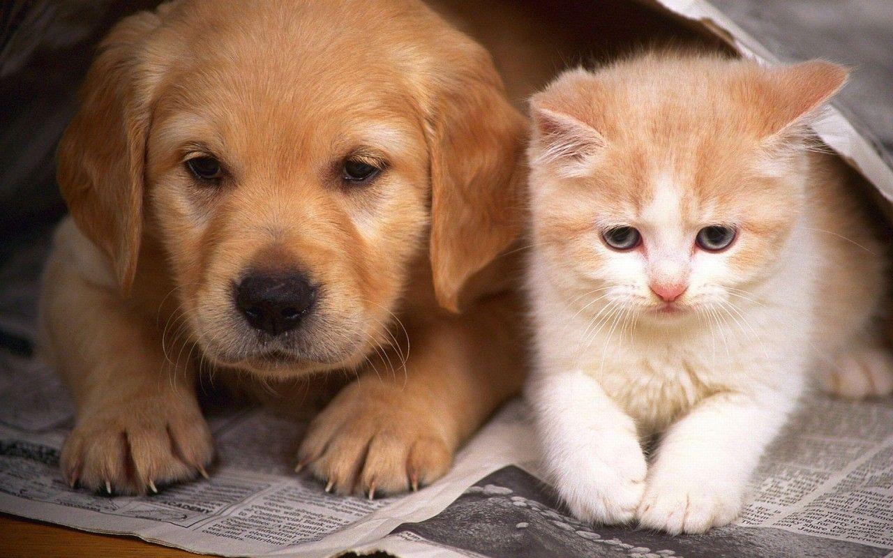 1280x800 Kitten And Puppy Wallpaper