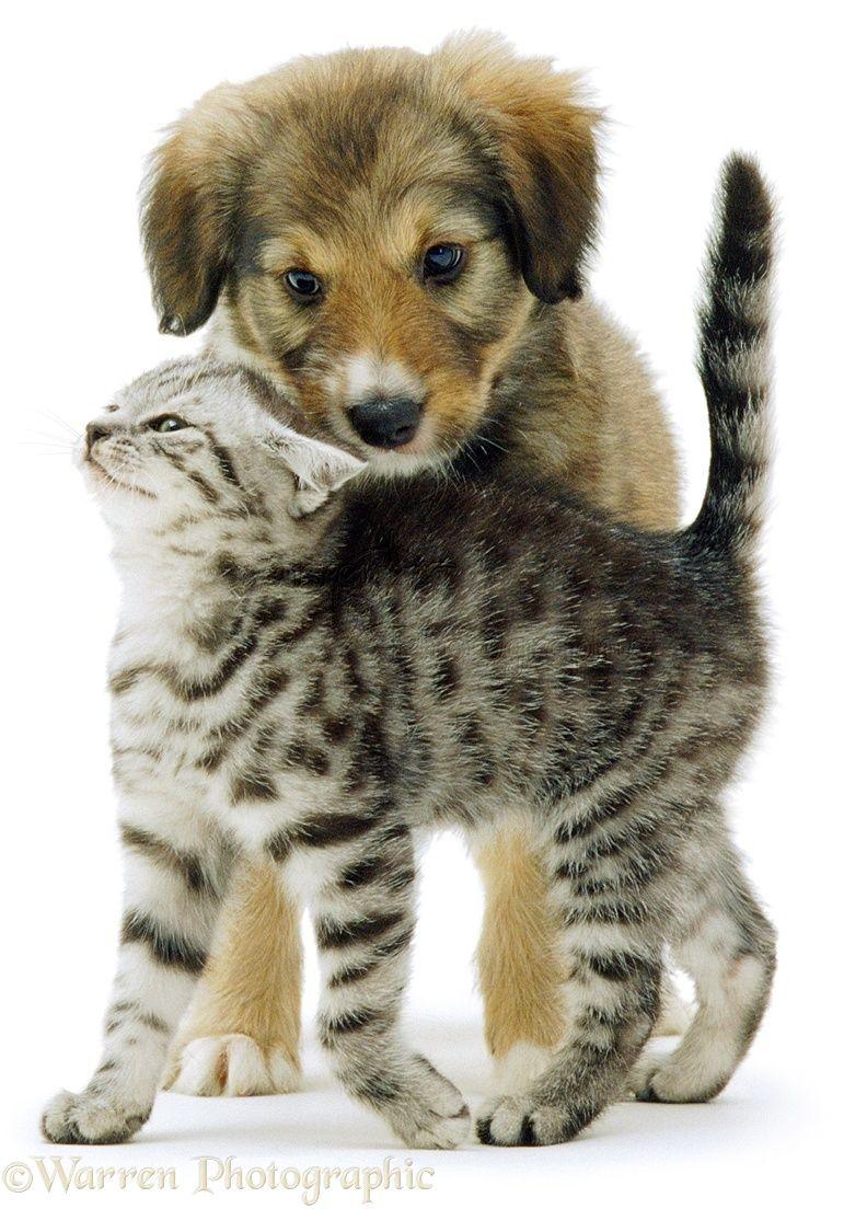 792x1104 Pets: Kitten and puppy playing photo WP01078