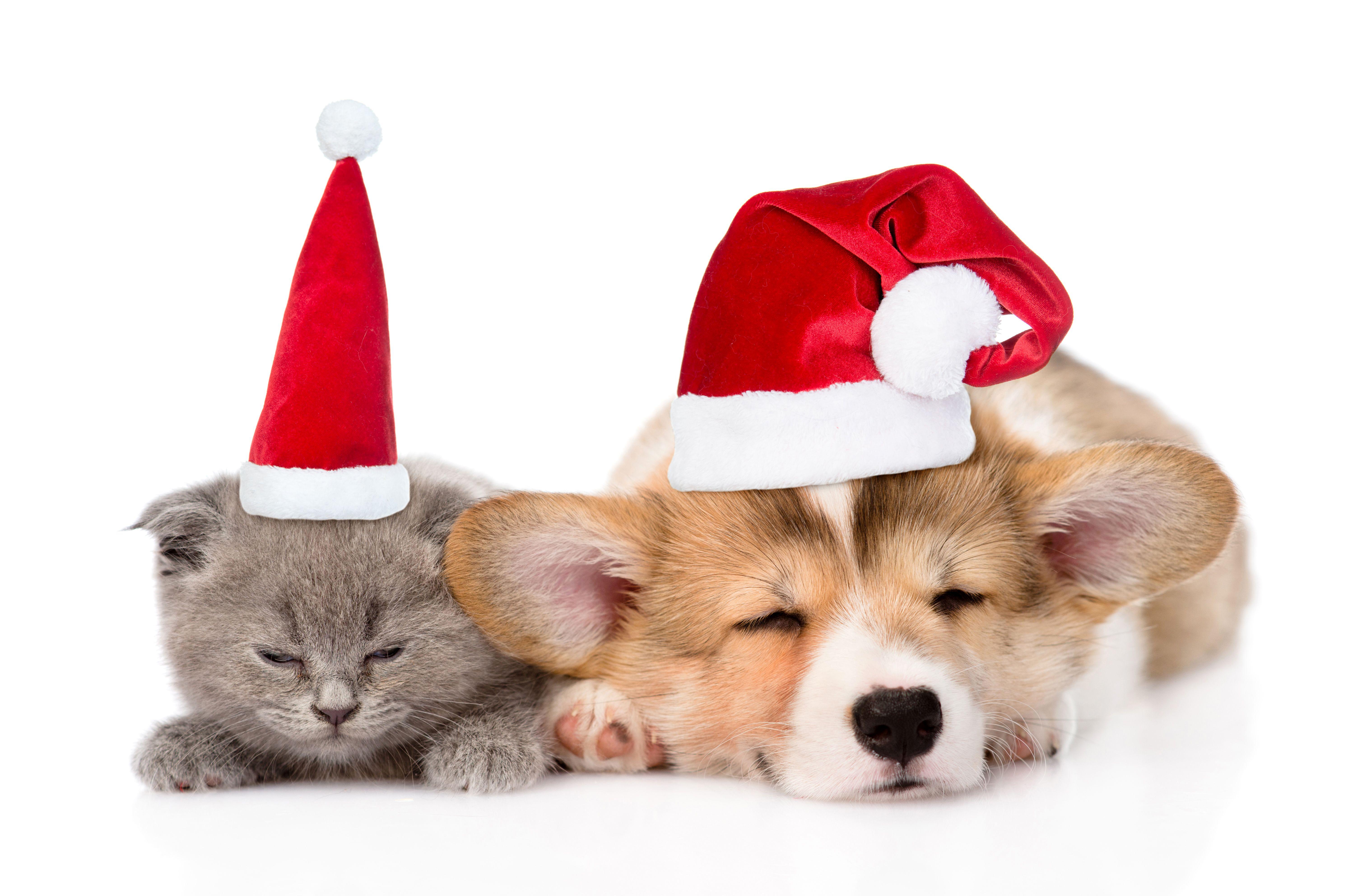 6003x3969 Cat Dog Corgi Sleeping Santa Hat Wallpaper:6003x3969