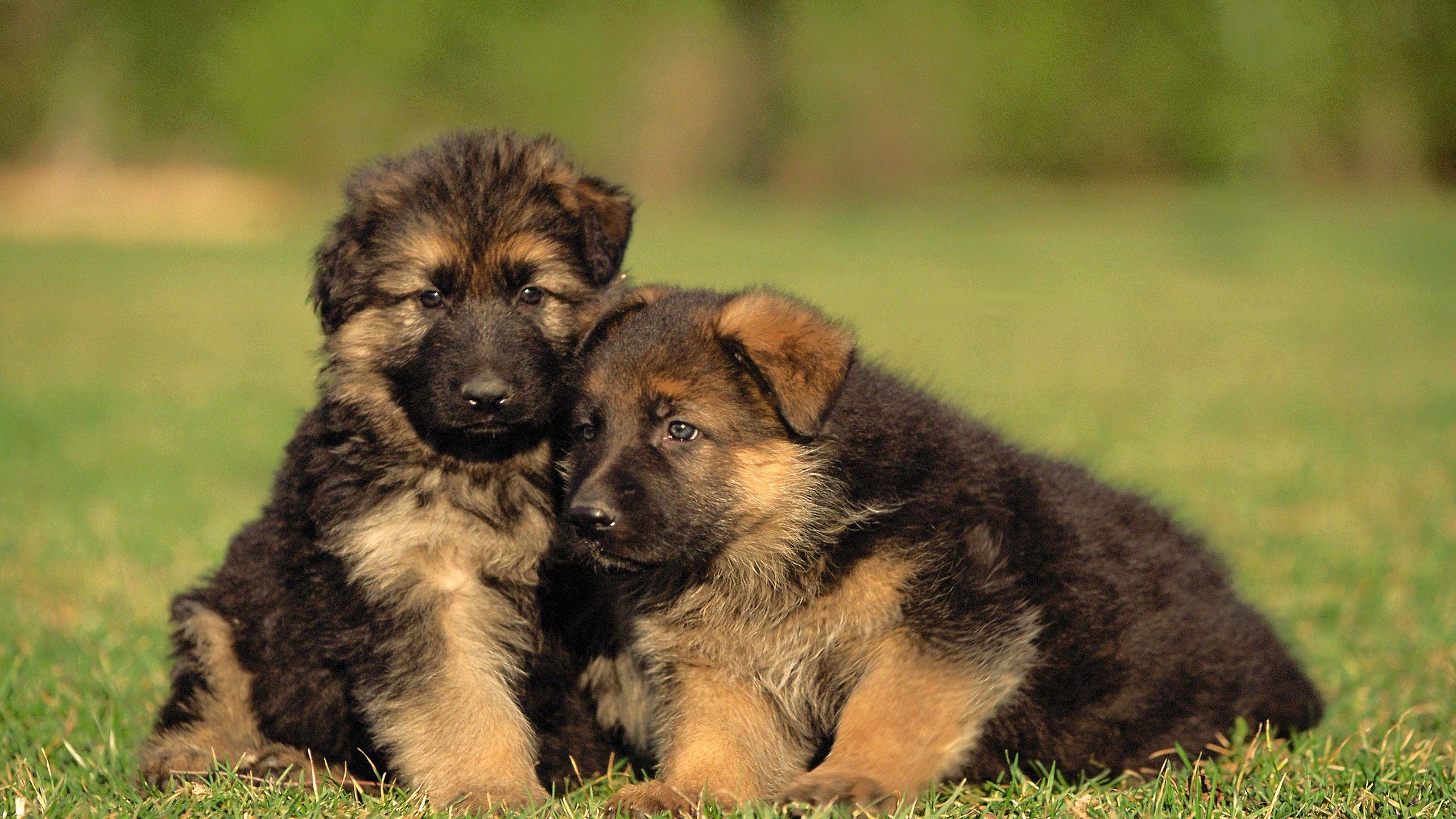 2560x1440 German Shepherd Wallpaper HD Wallpaper