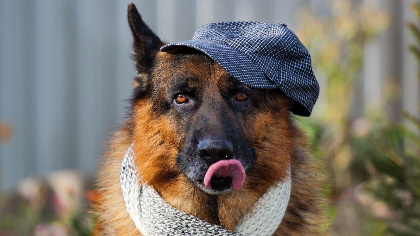 1366x768 German Shepherd 3 1366x768 Resolution HD 4k Wallpaper, Image, Background, Photo and Picture