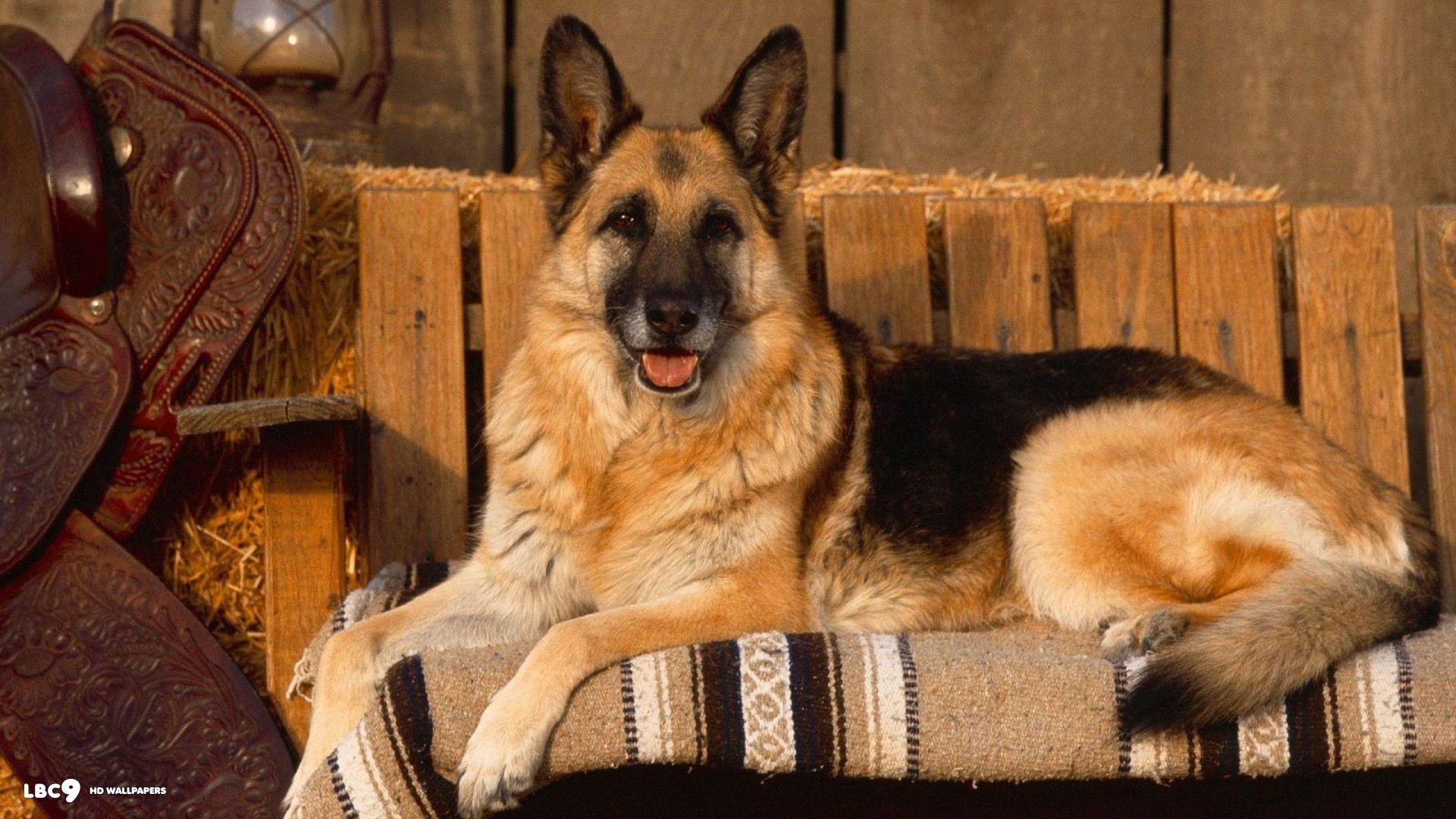 1920x1080 Cute German Shepherd wallpaperx1080