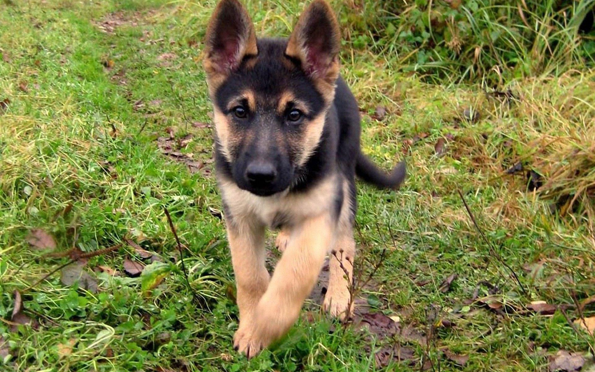 1920x1200 Baby German Shepherd Running Wallpaper, german Shepherd Shepherd Puppy Dogs