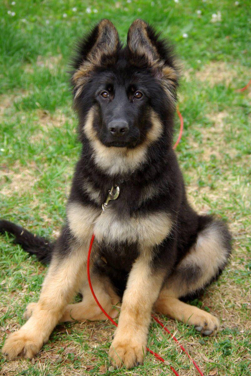 803x1200 Sitting German Shepherd Puppy Wallpaper Shepherd Puppy Boy HD Wallpaper