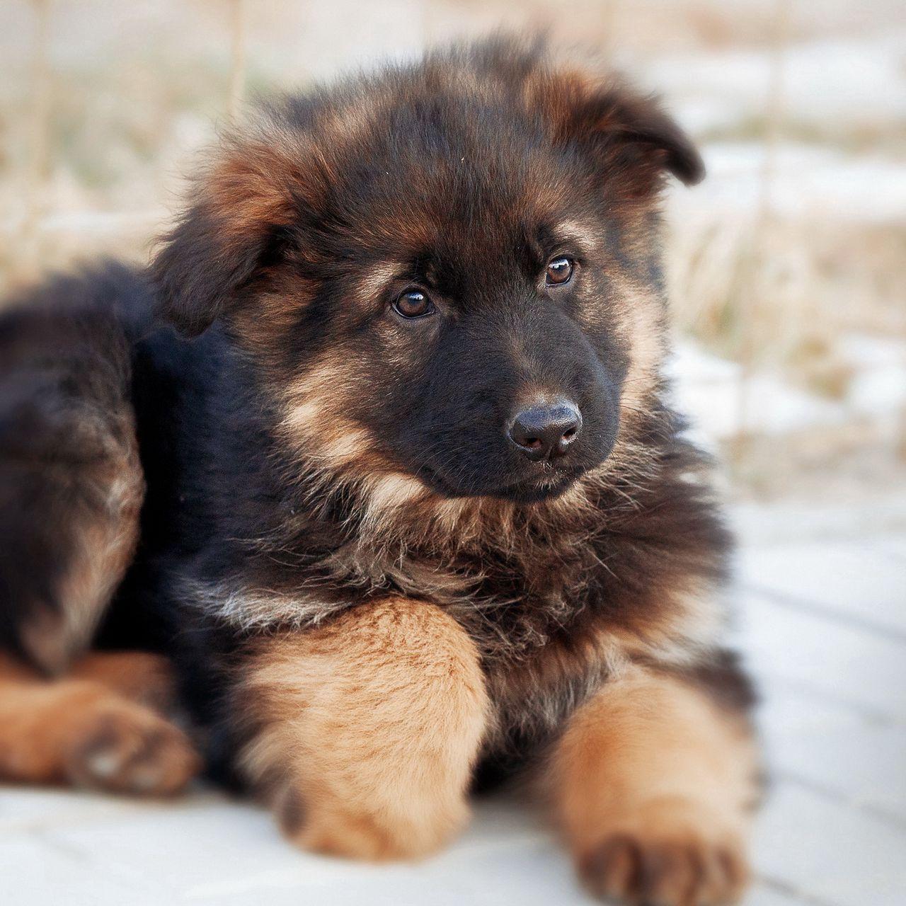 1280x1280 Download wallpaper 1280x1280 german shepherd, dog, puppy, cute ipad, ipad ipad mini for parallax HD background