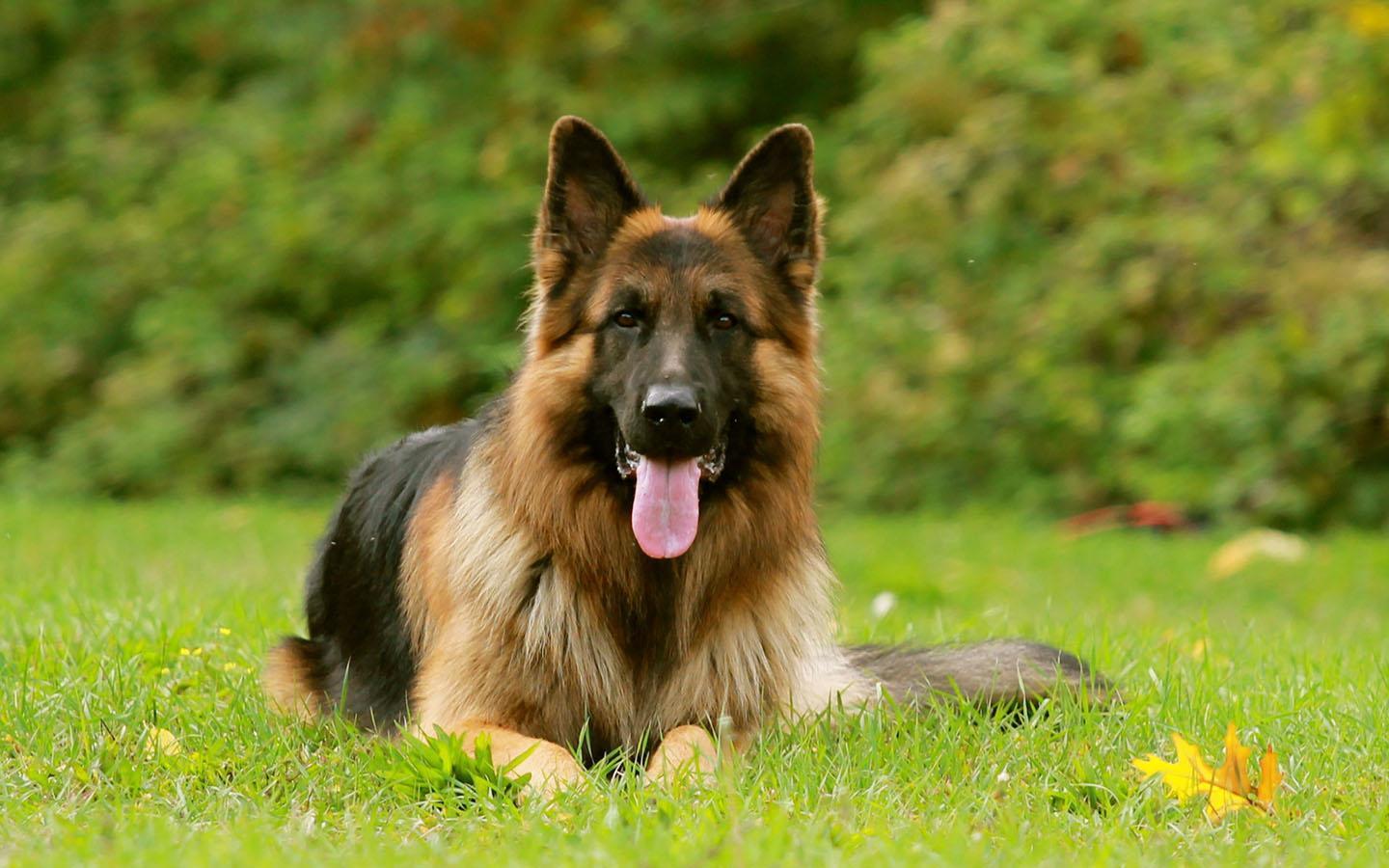1440x900 German Shepherd Wallpaper for Android