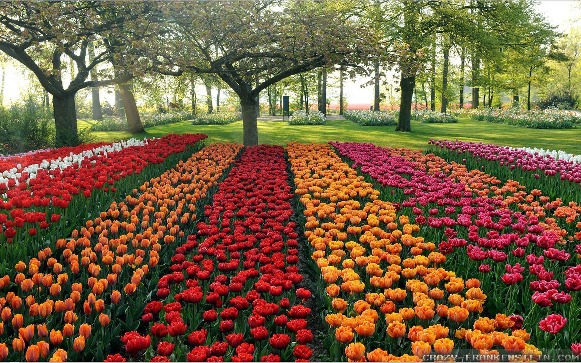 Flower Garden Wallpapers - Top Free Flower Garden Backgrounds