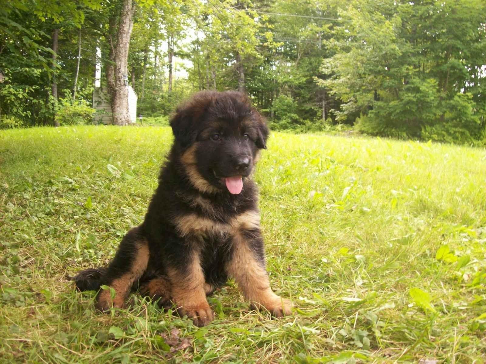 1600x1198 Cute, German, Shepherd, Puppy, Background, Picture, HD, Wallpaper, Of, Puppies, Pets, Puffy Dogs, HD, 1600x1198