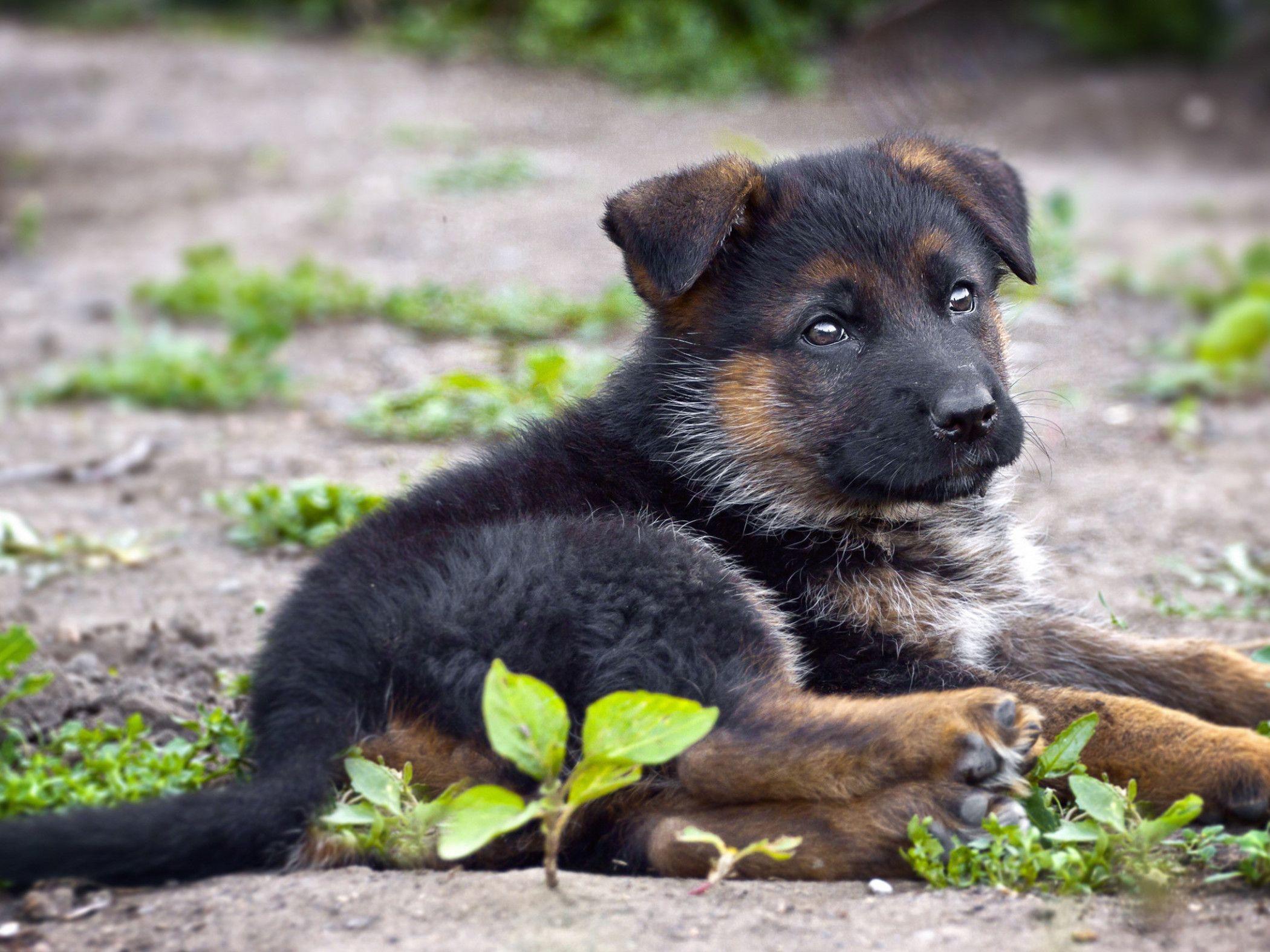 2100x1575 Cute German Shepherd Wallpaper Cute Downloads