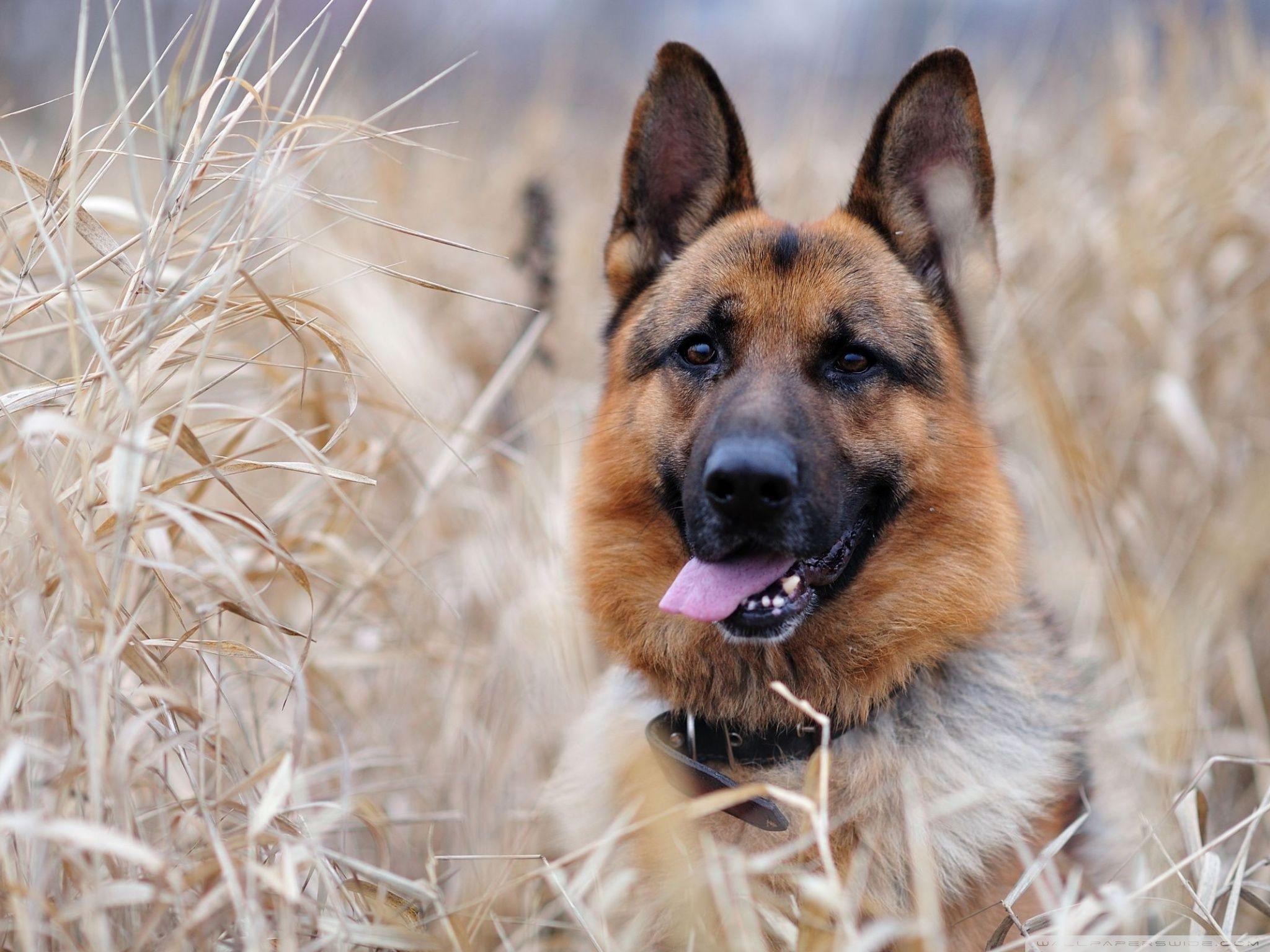 2048x1536 German Shepherd Ultra HD Desktop Background Wallpaper for 4K UHD TV : Tablet