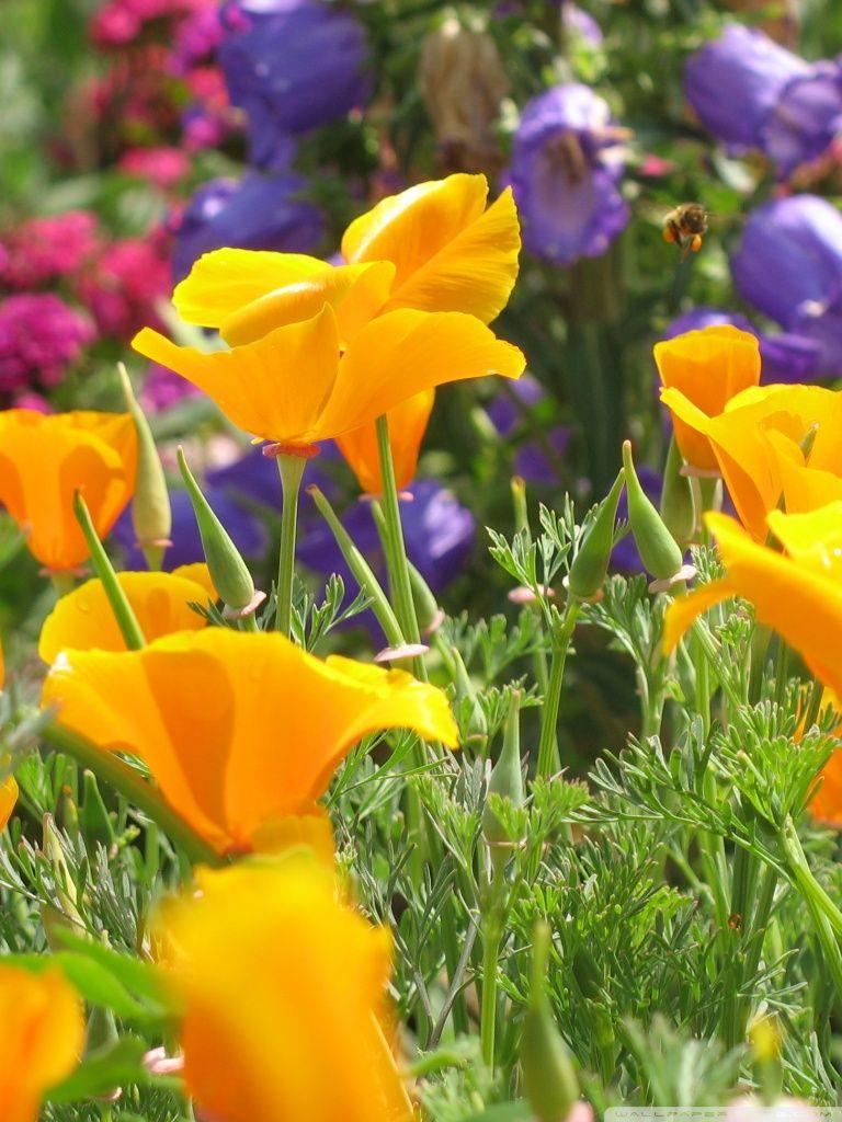768x1024 Flowers Garden ❤ 4K HD Desktop Wallpaper for 4K Ultra HD TV • Dual