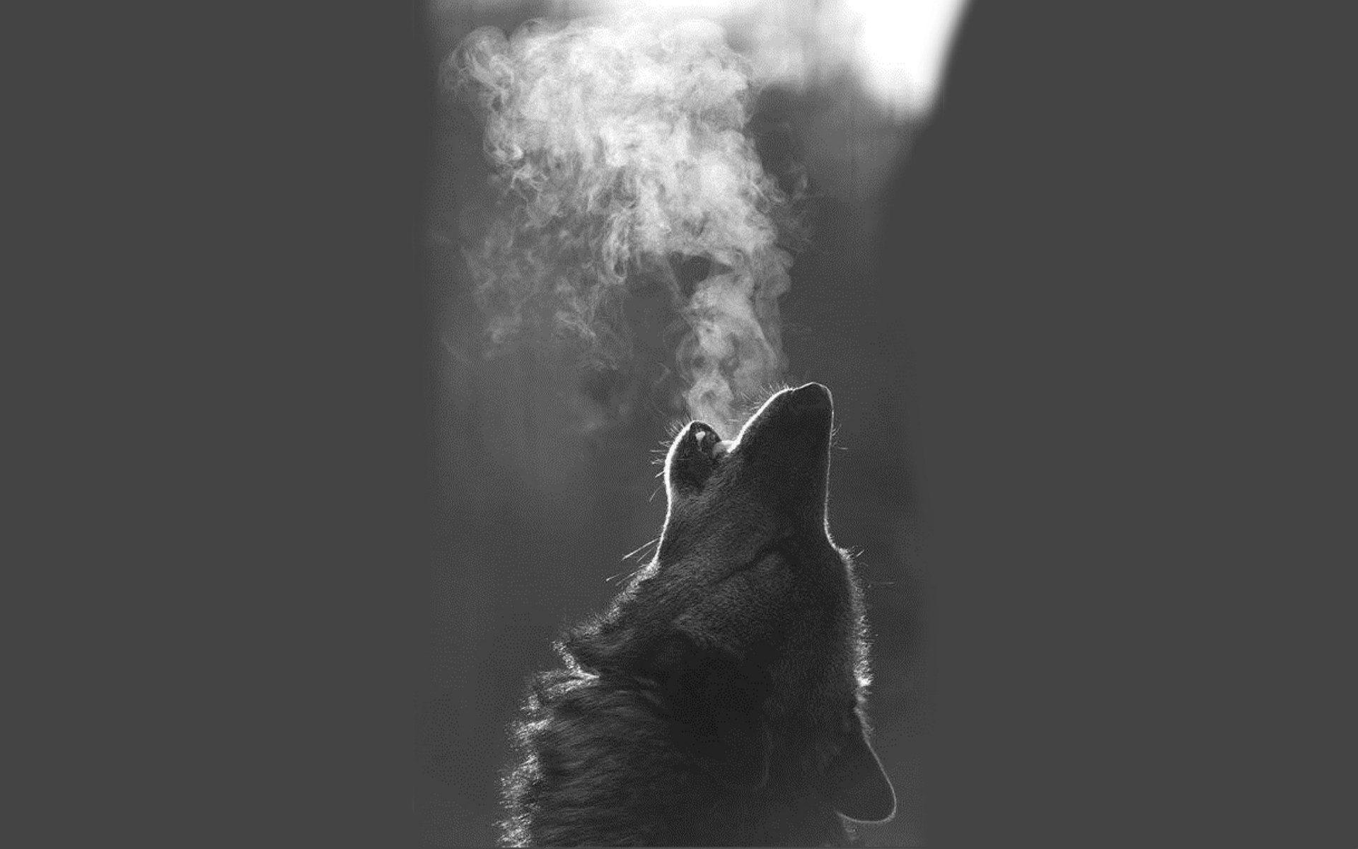 1920x1200 dogs who vape <33333333 - added by camcg at Dank Wallpaper