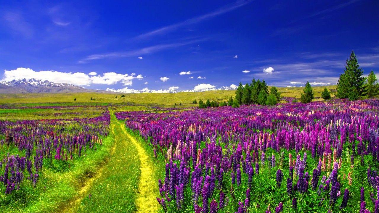 1280x720 Wallpaper Lupine Field, European flowers, Pathway, Purple Lupines