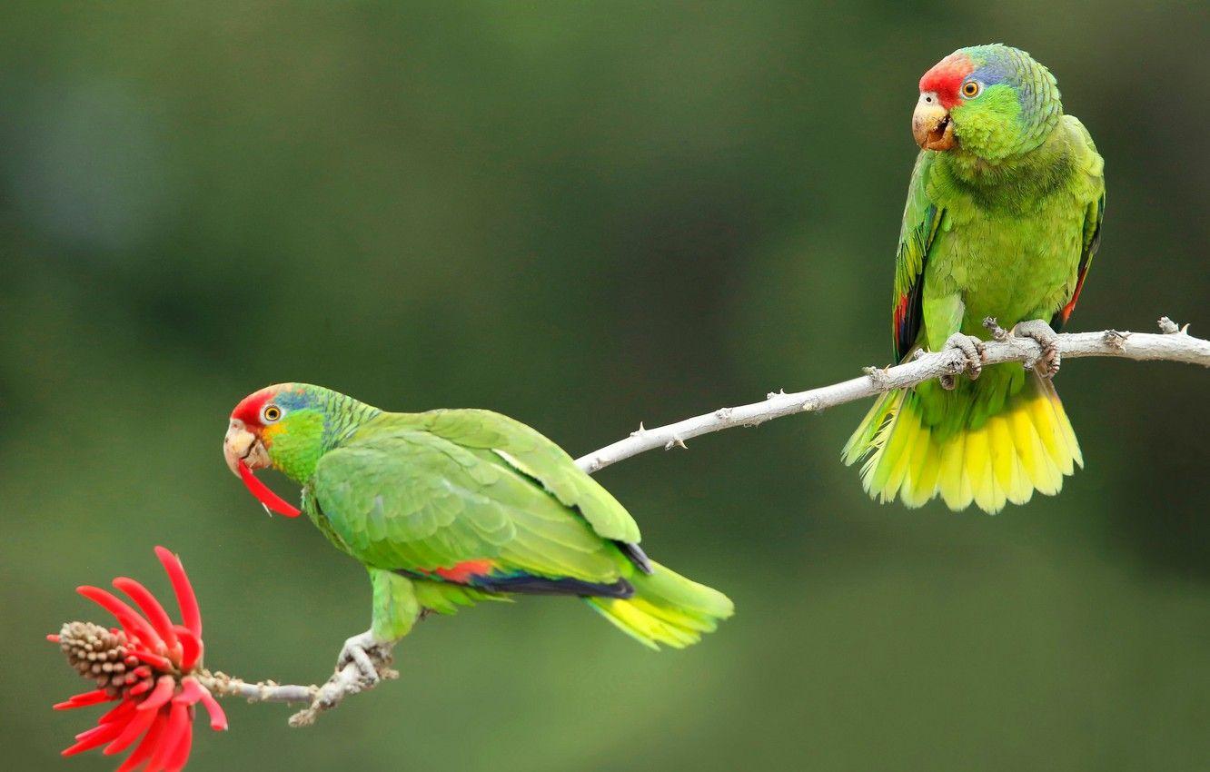 1332x850 Wallpaper flower, birds, background, branch, pair, parrots, Of eritrine, Selenodesy Amazon, Coral tree image for desktop, section животные