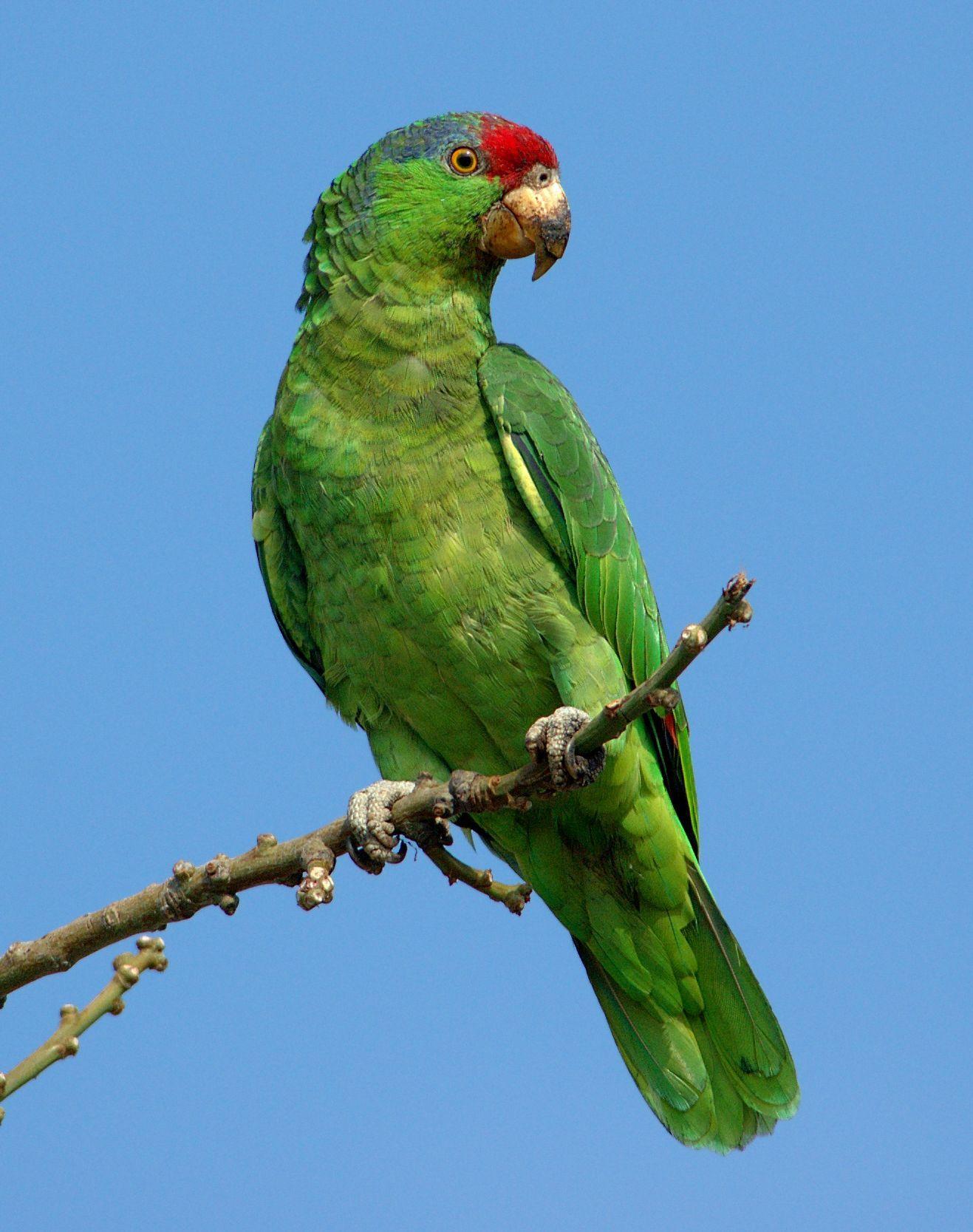 1317x1667 Red Crowned Amazon