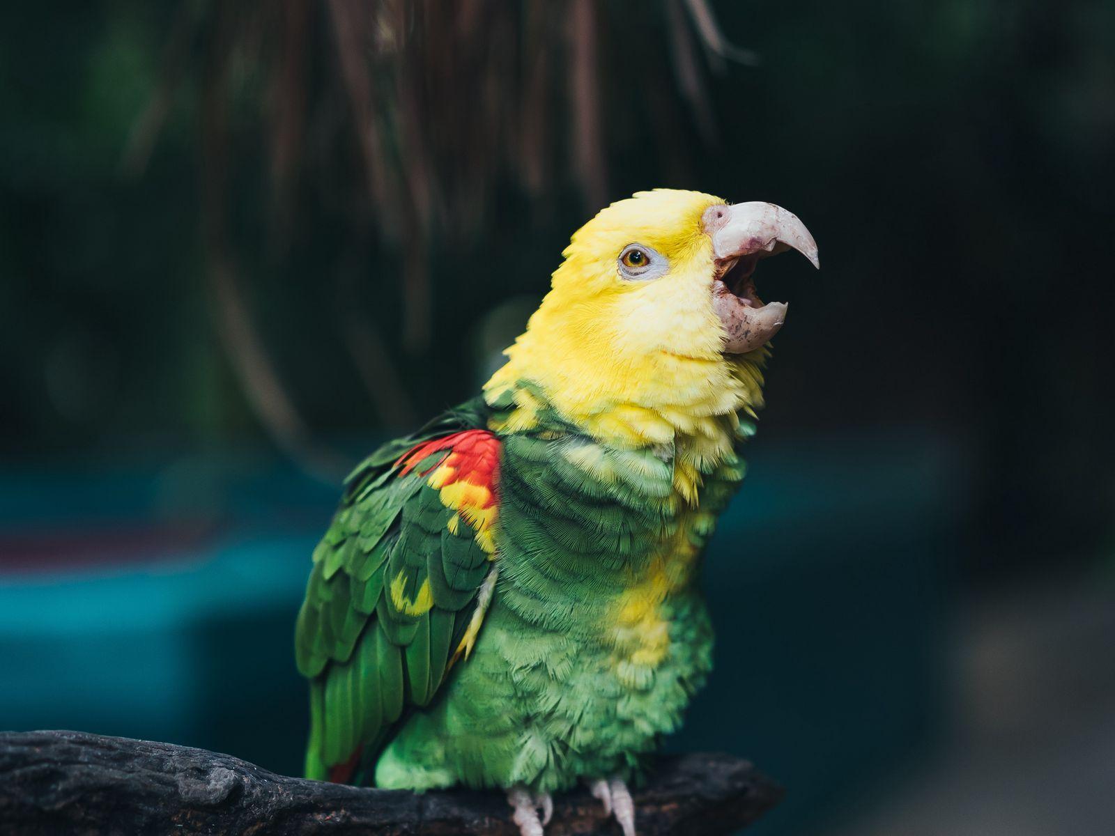 1600x1200 Download Wallpaper 1600x1200 Yellow Headed Amazon, Parrot, Bird, Beak, Color Standard 4:3 HD Background