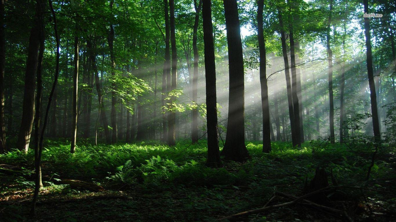 1366x768 The Woods Desktop Background. Beautiful Widescreen Desktop Wallpaper, Desktop Wallpaper and Naruto Desktop Background