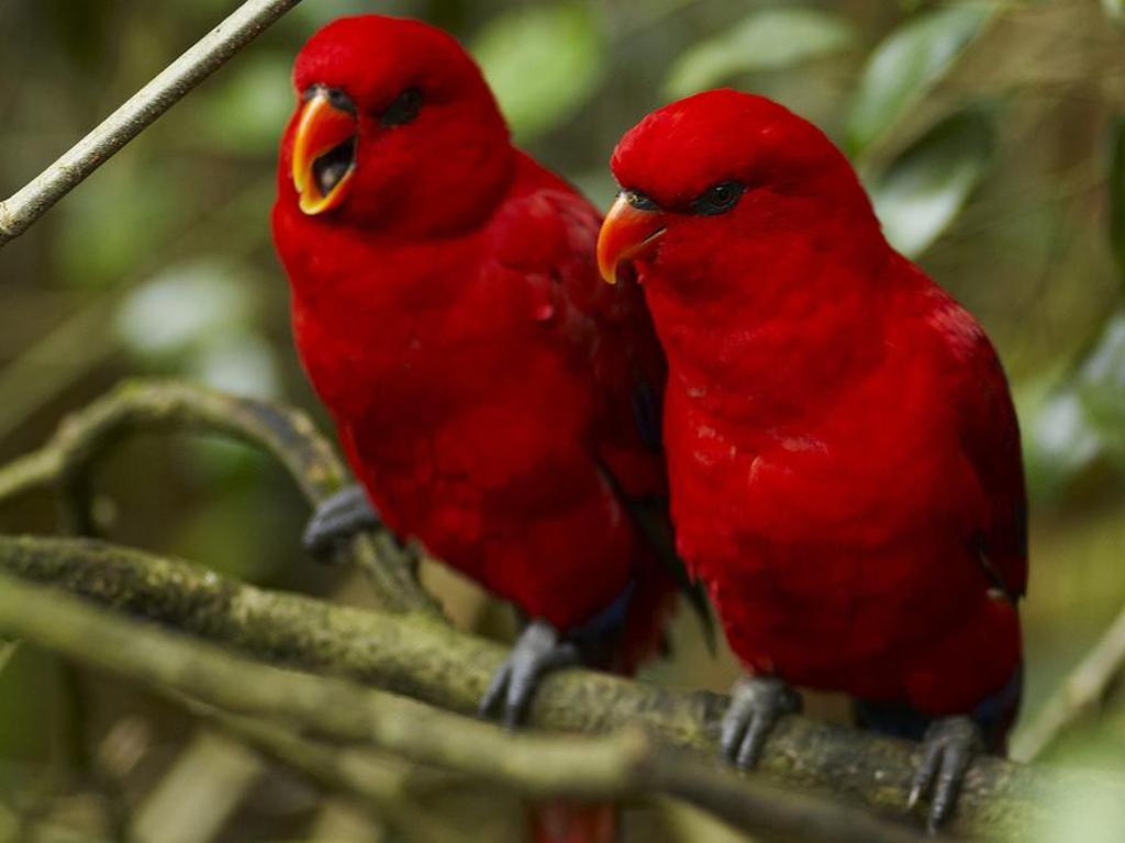 1024x768 Amazon parrot HD Wallpaper 1858 - Parrot HD Wallpaper