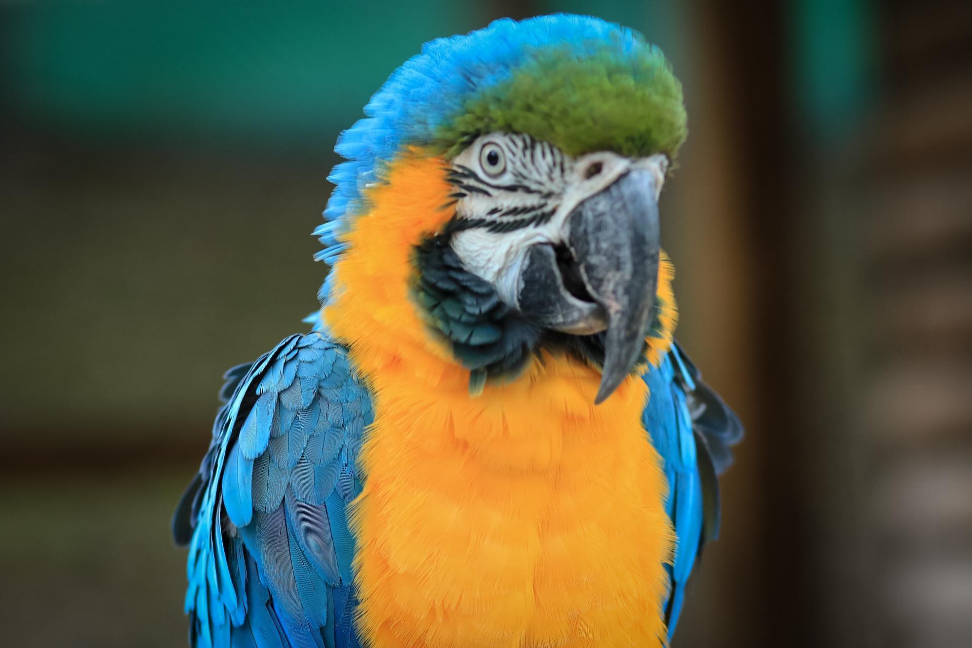 1920x1280 Amazon Parrot Wallpaper HD for Android
