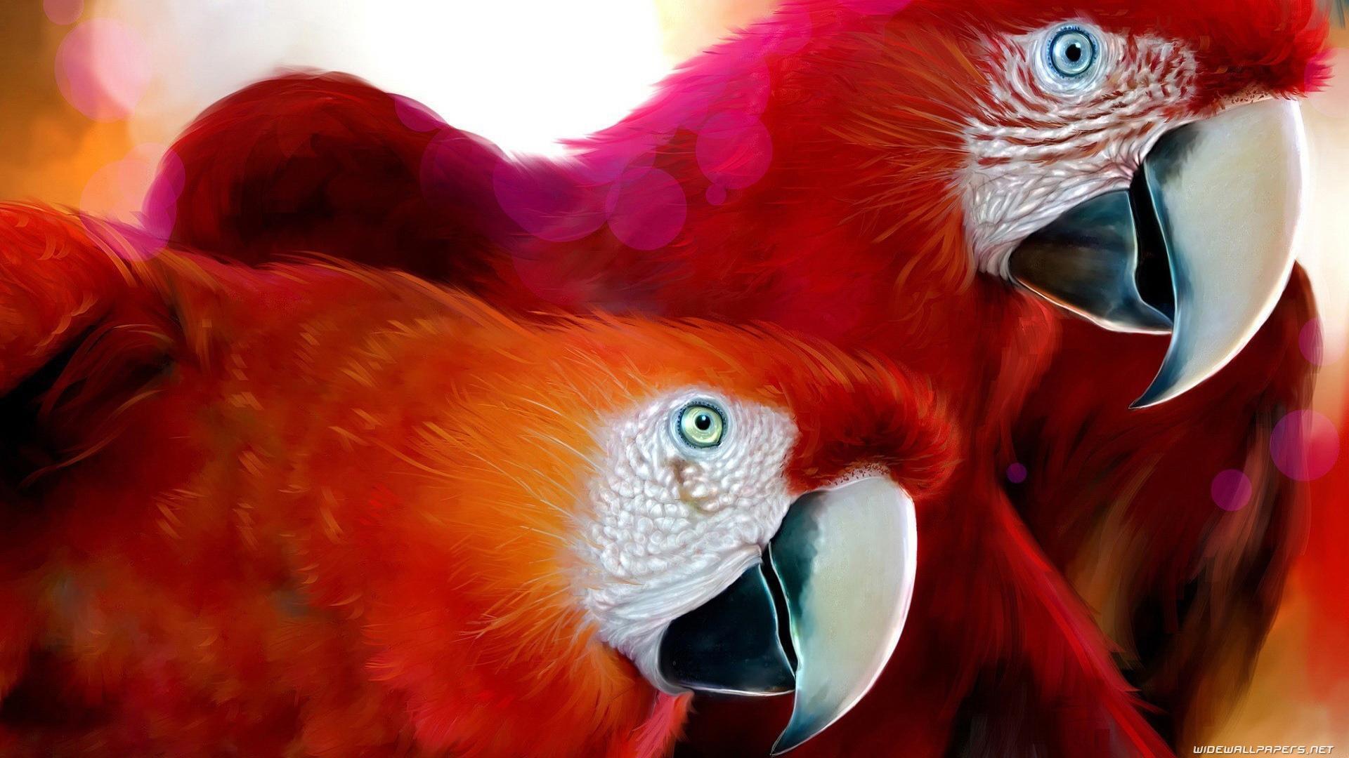 1920x1080 Two Amazon Parrots HD desktop wallpaper : Widescreen : High Definition