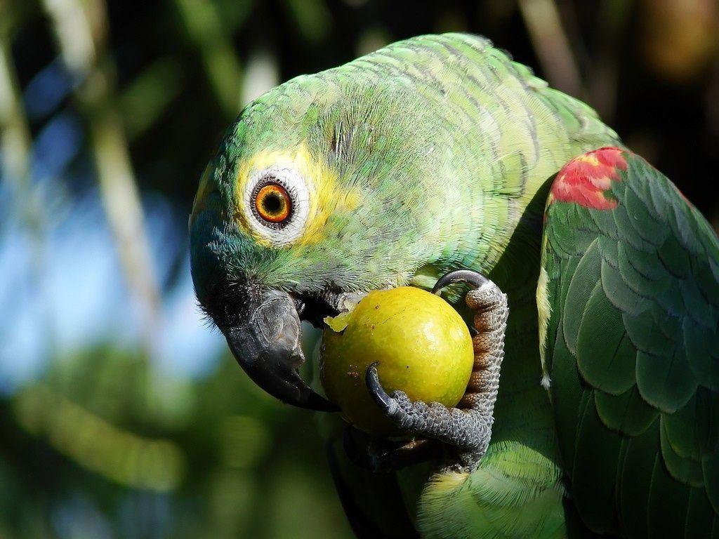 1024x768 Parrot Eating Fruit Parrot Birds Wallpaper. Parrot pet, Parrot wallpaper, Pet birds