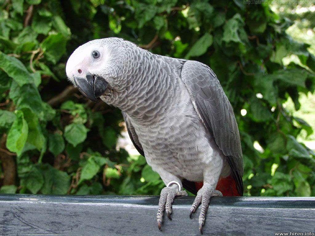 1024x768 Beautiful Wallpaper for Desktop: Amazon parrot HD Wallpaper