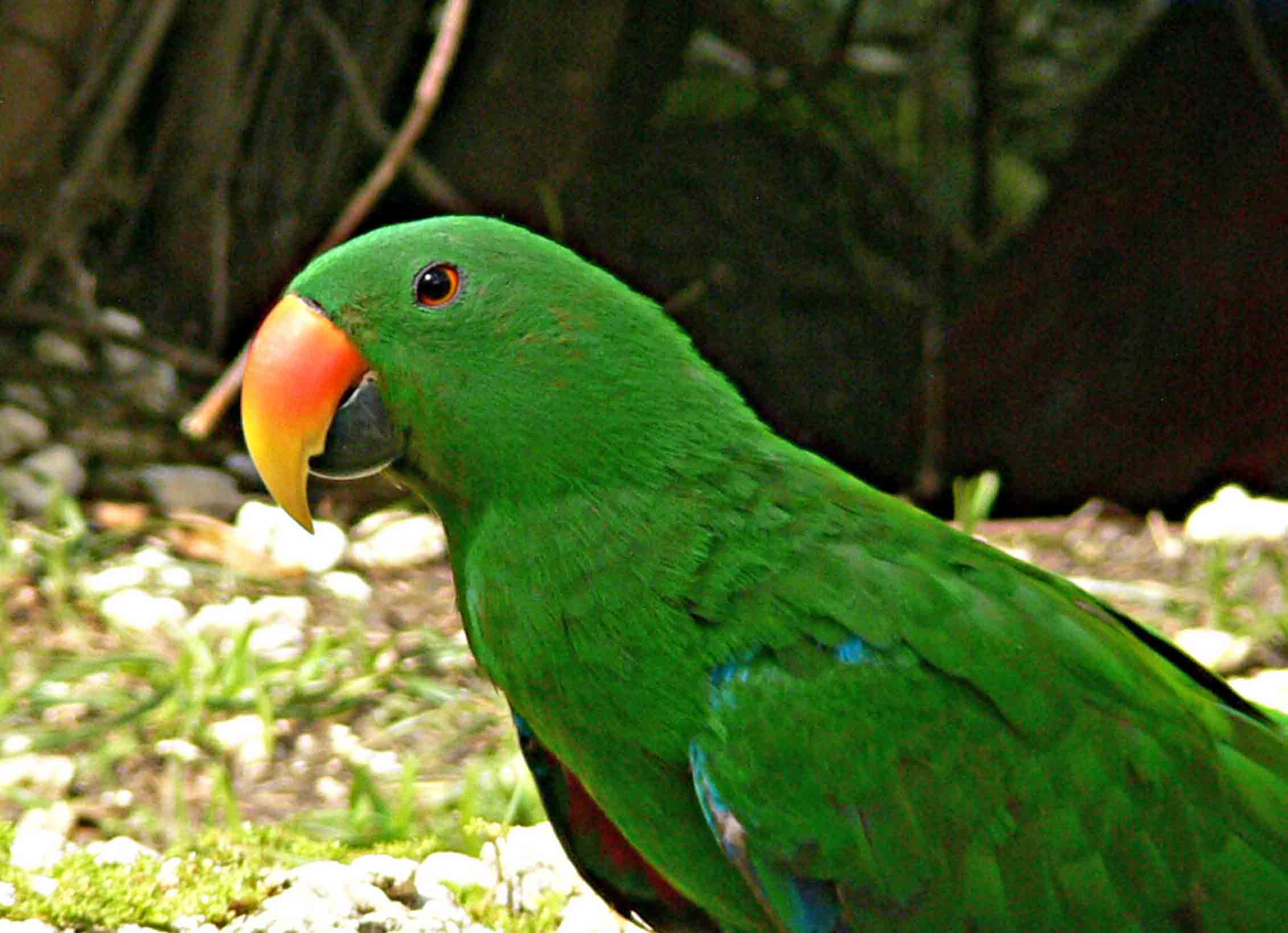 2262x1638 Free download Amazon Green Parrot HD Wallpaper Background Image [2262x1638] for your Desktop, Mobile & Tablet. Explore Green Parrot Wallpaper. Green Parrot Wallpaper, Parrot Wallpaper, Parrot Background