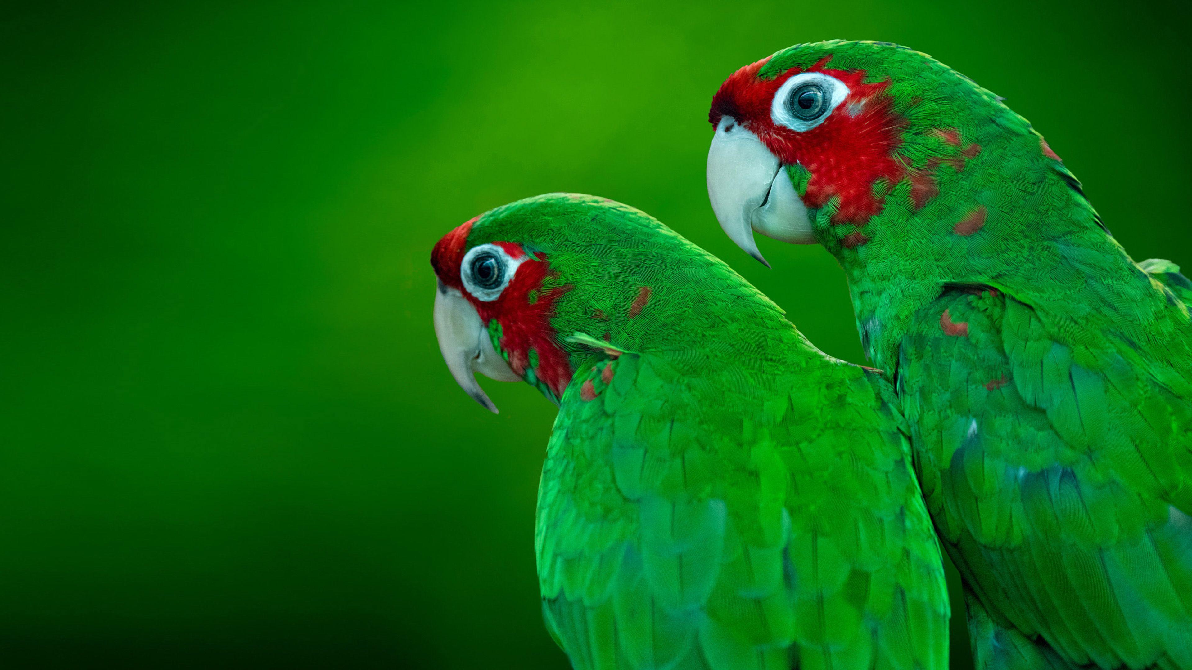 Amazon Parrot Wallpapers Top Free Amazon Parrot Backgrounds