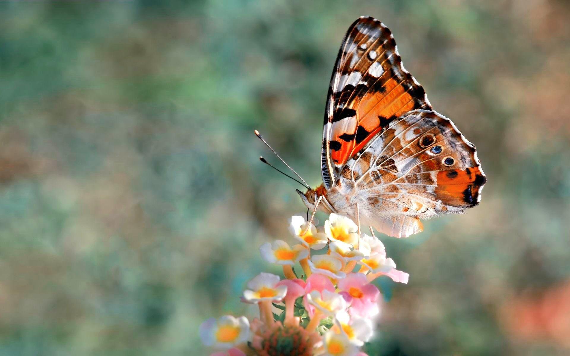 1920x1200 Butter Fly Wallpaper