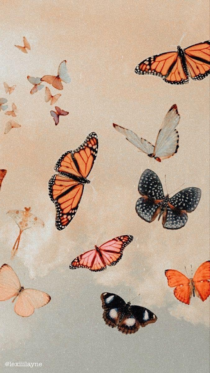 Pastel Butterfly Wallpapers Top Free Pastel Butterfly Backgrounds