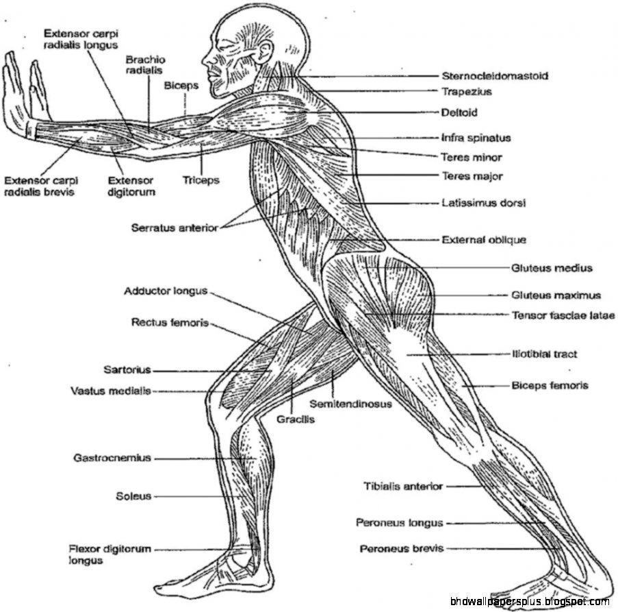 903x893 Anatomy And Physiology Coloring Workbook Answers HD Wallpaper Plus Free Pages Of Muscle Picture Ideas