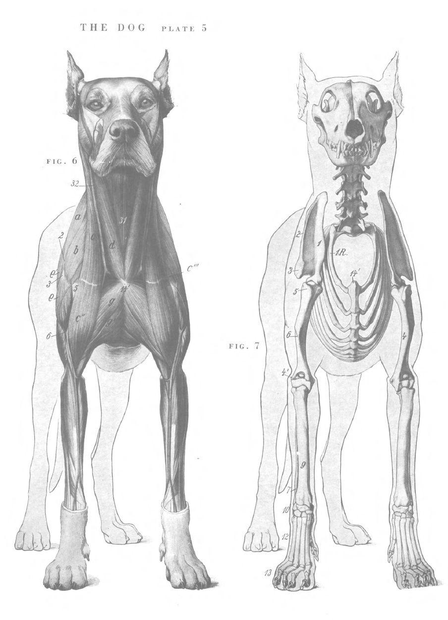 904x1251 Dog anatomy view. Dog anatomy, Animal drawings, Animal skeletons