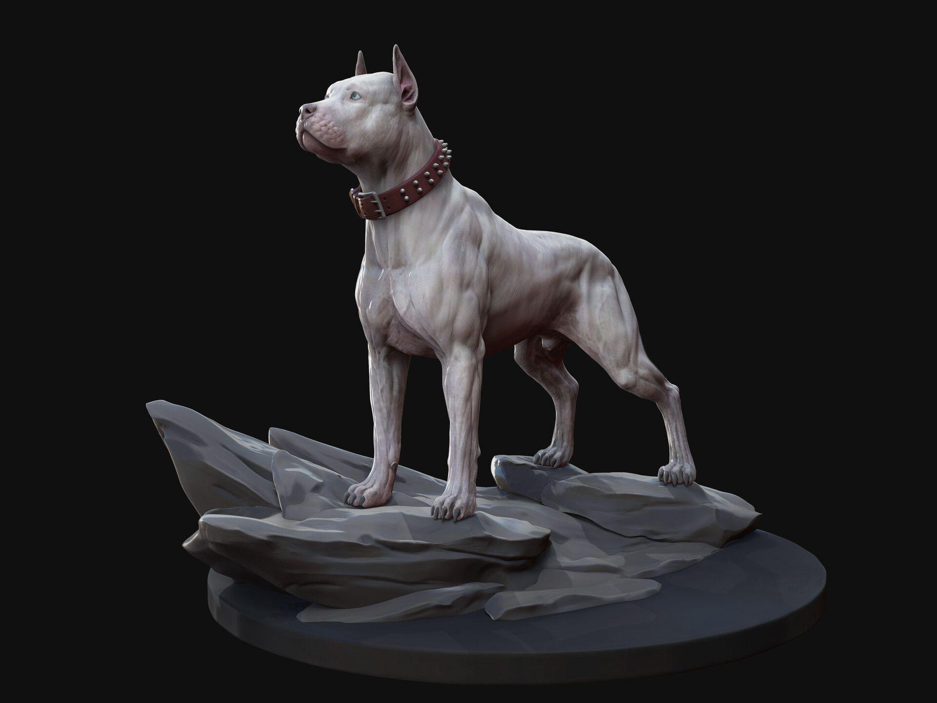 1920x1440 Dog anatomy study, Regina Belyaeva